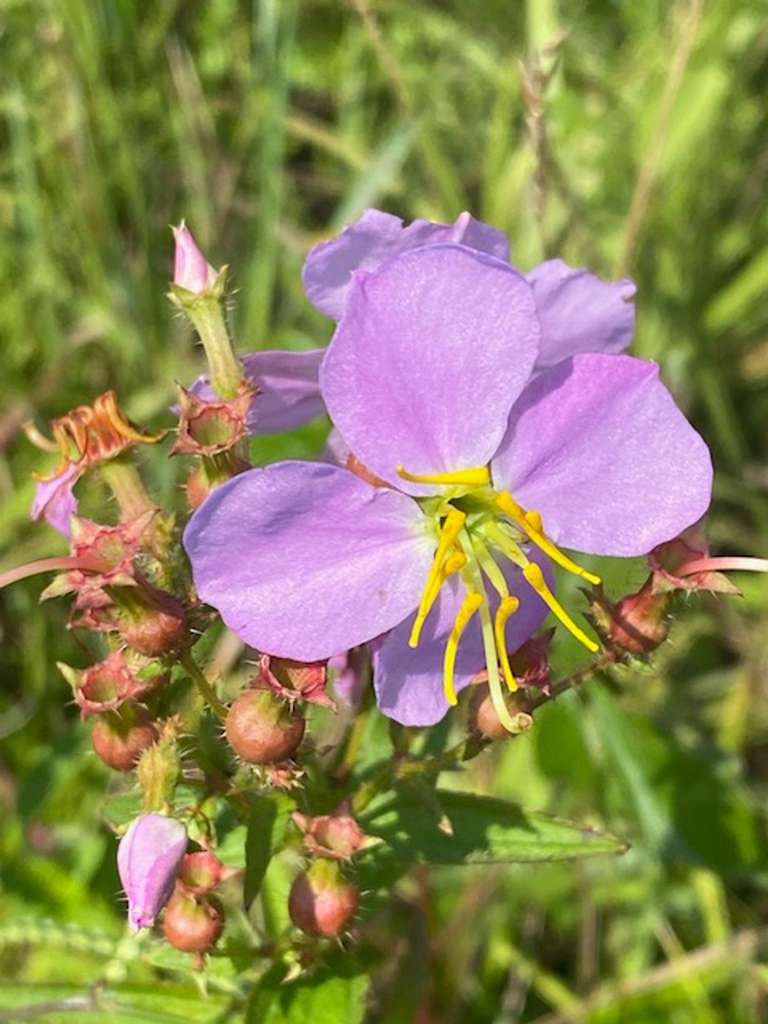 Rhexia mariana
Maryland Meadow-beauty