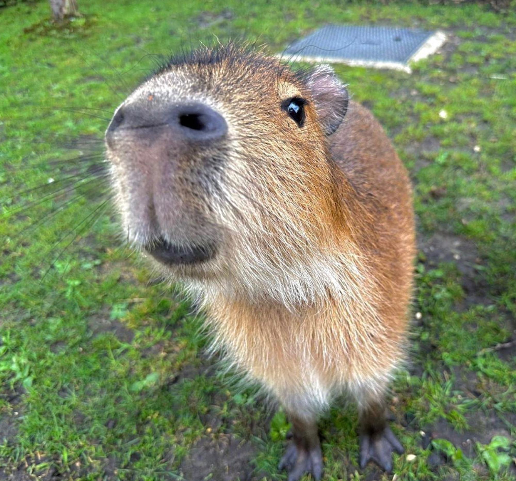 A capybara stood on some grass looking toward the camera