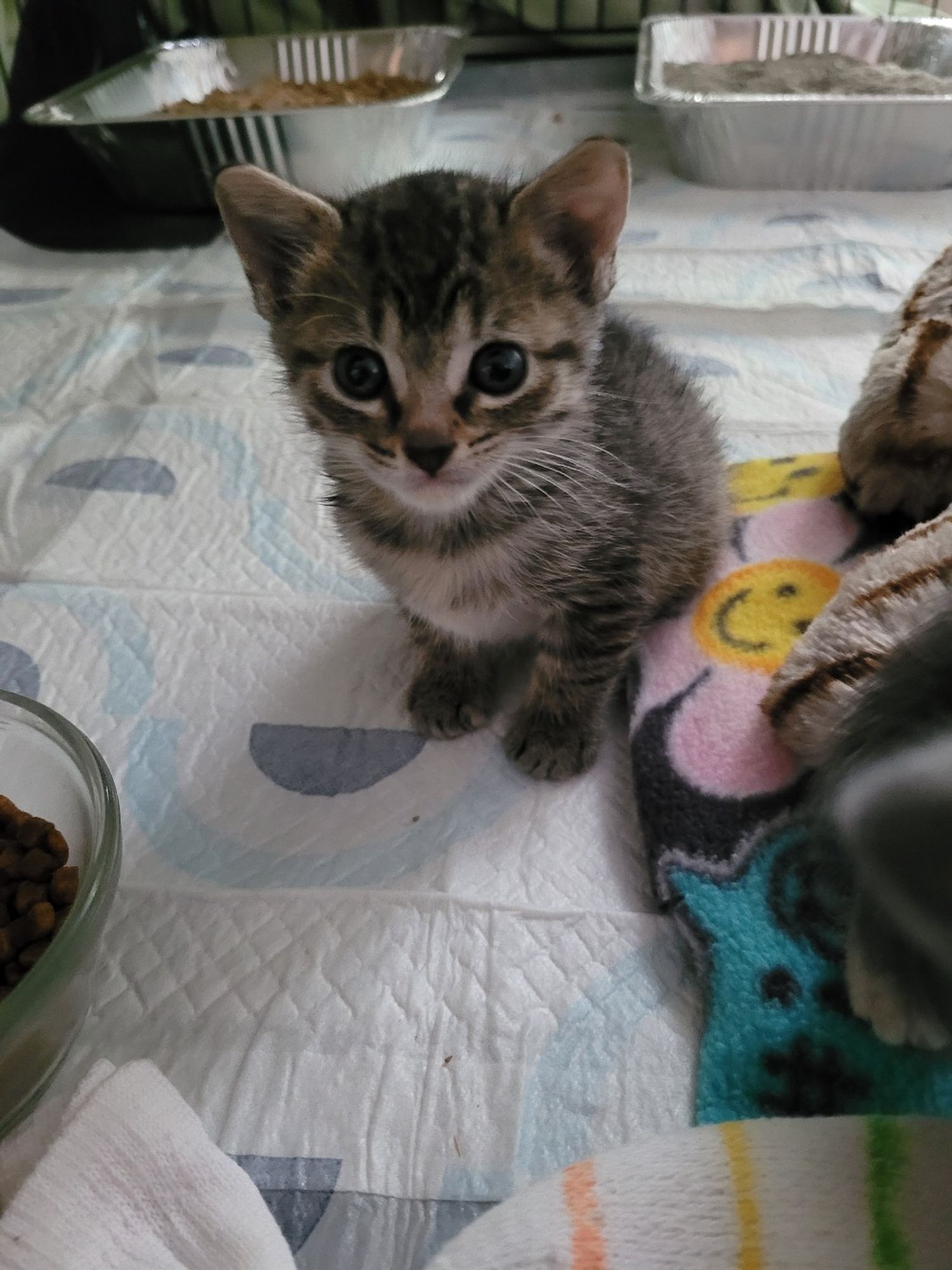 Kitten #3