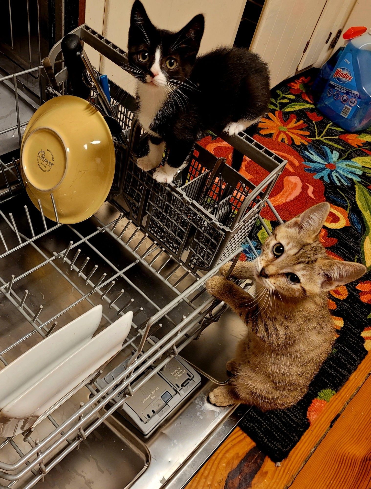 Kittens "helping" load the dishwasher. 