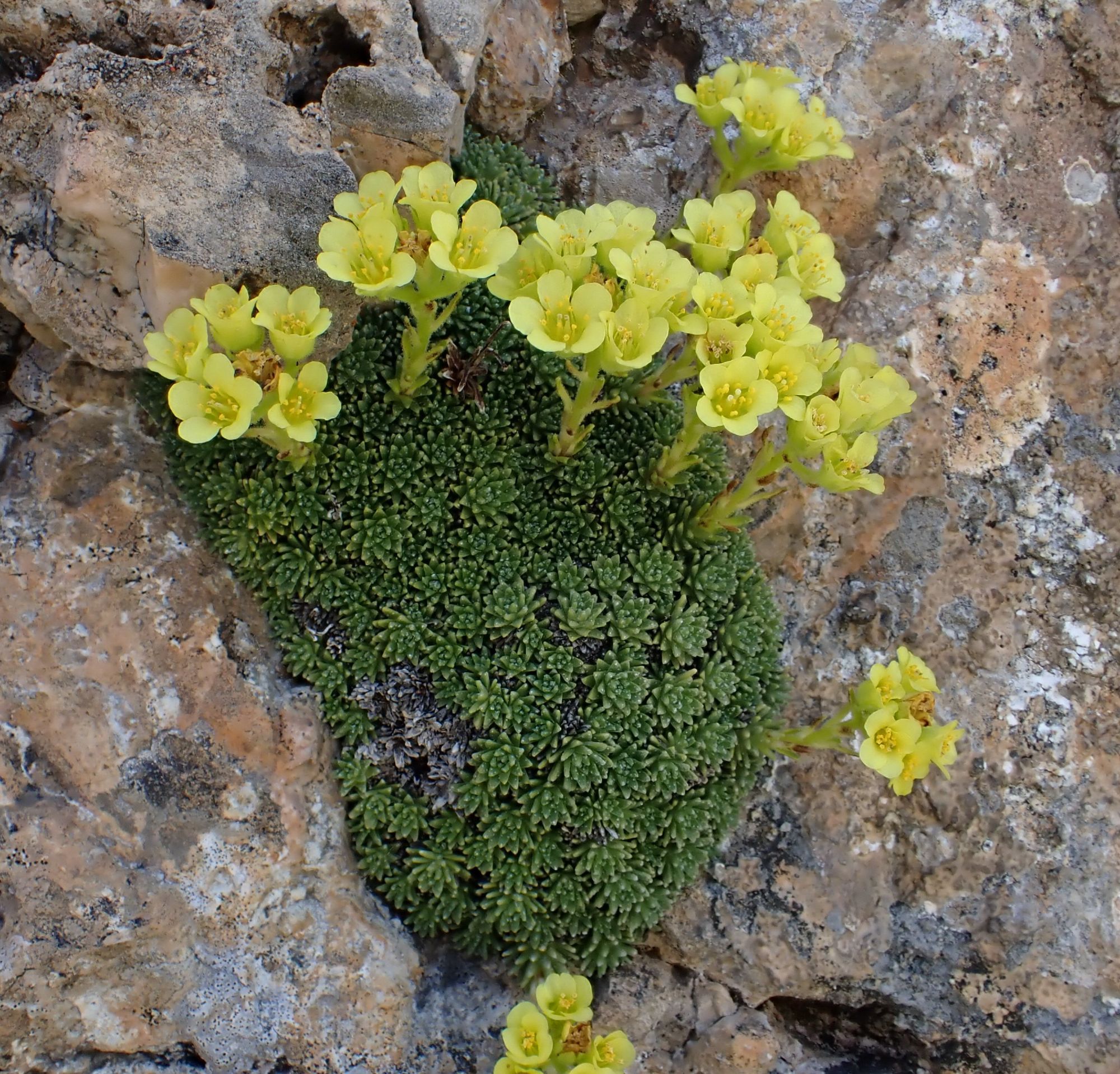 Saxifraga felineri © David Gibbs