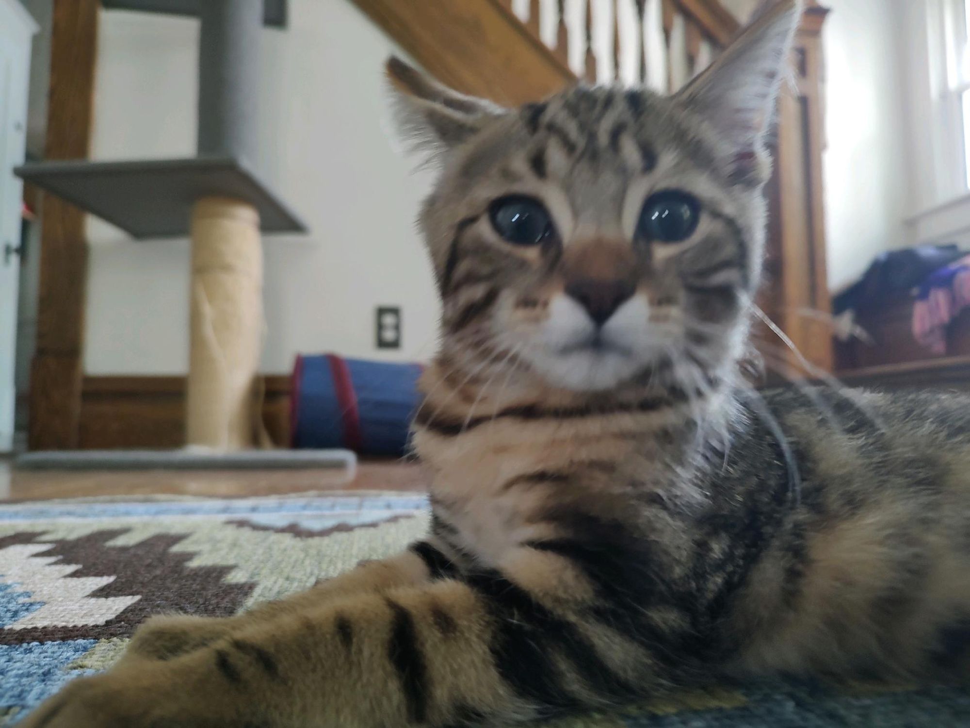 Tabby kitten close up, looking quizzical.