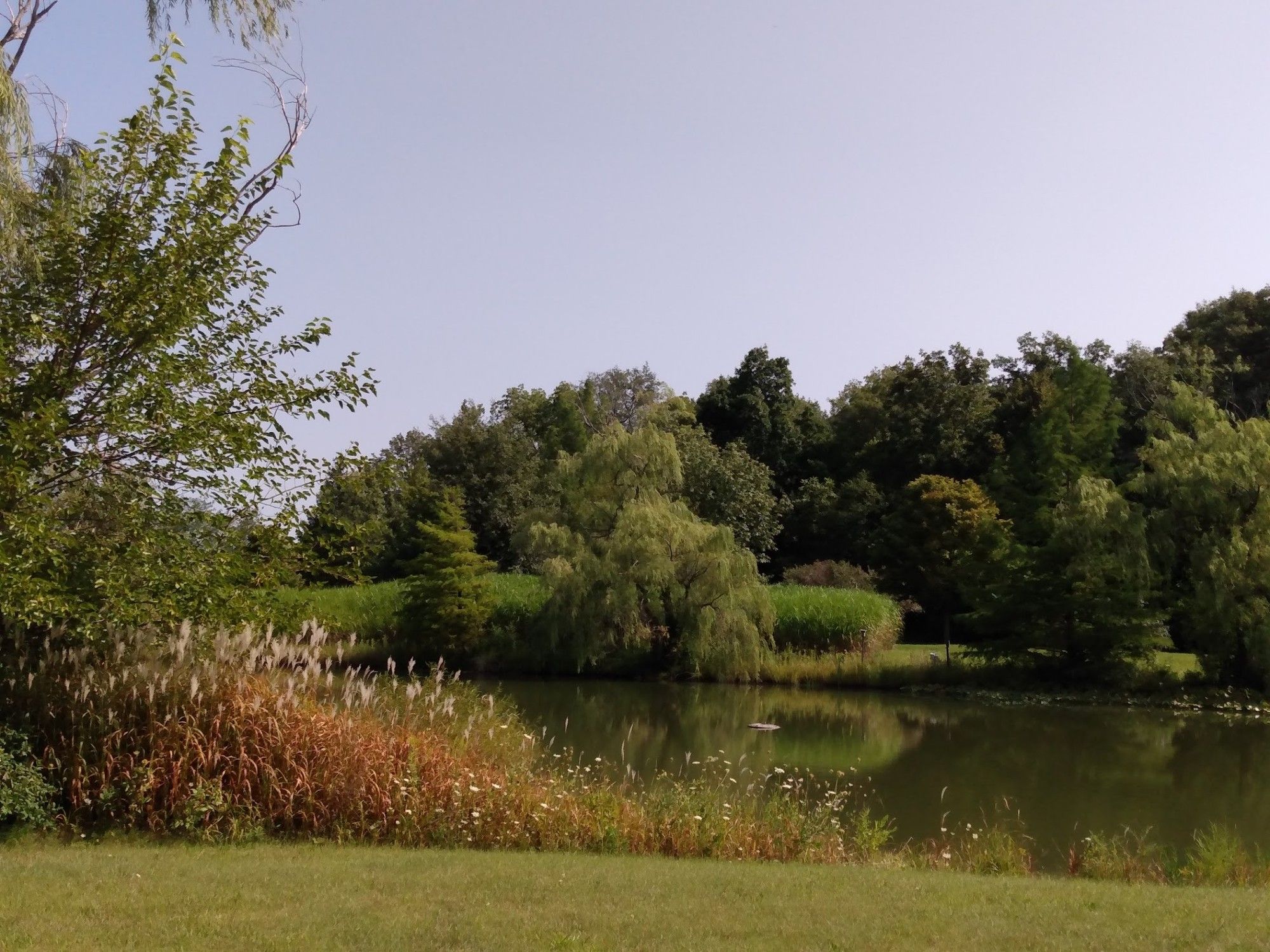 Photo of a pond, with grass in the foreground and trees in the background. Blue sky above.