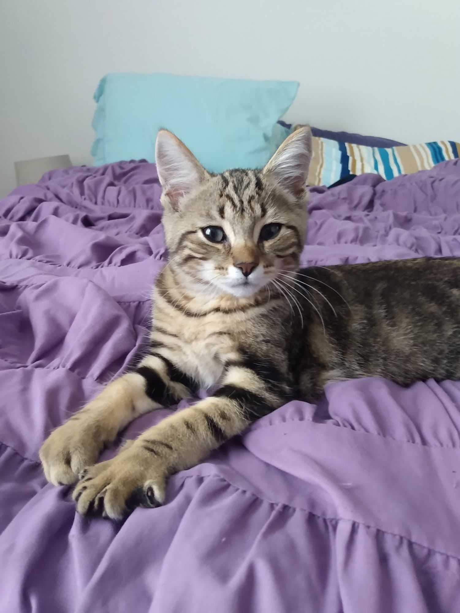 Tabby kitten looking adorable on a bed.