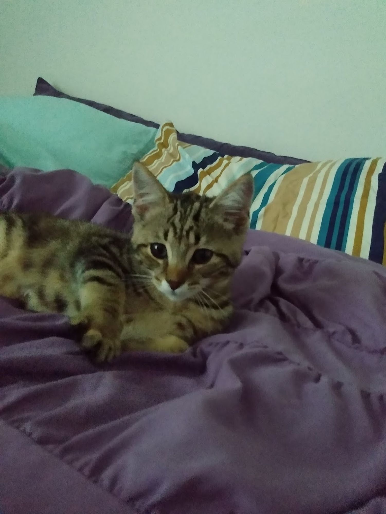 Tabby kitten on a purple bedspread.