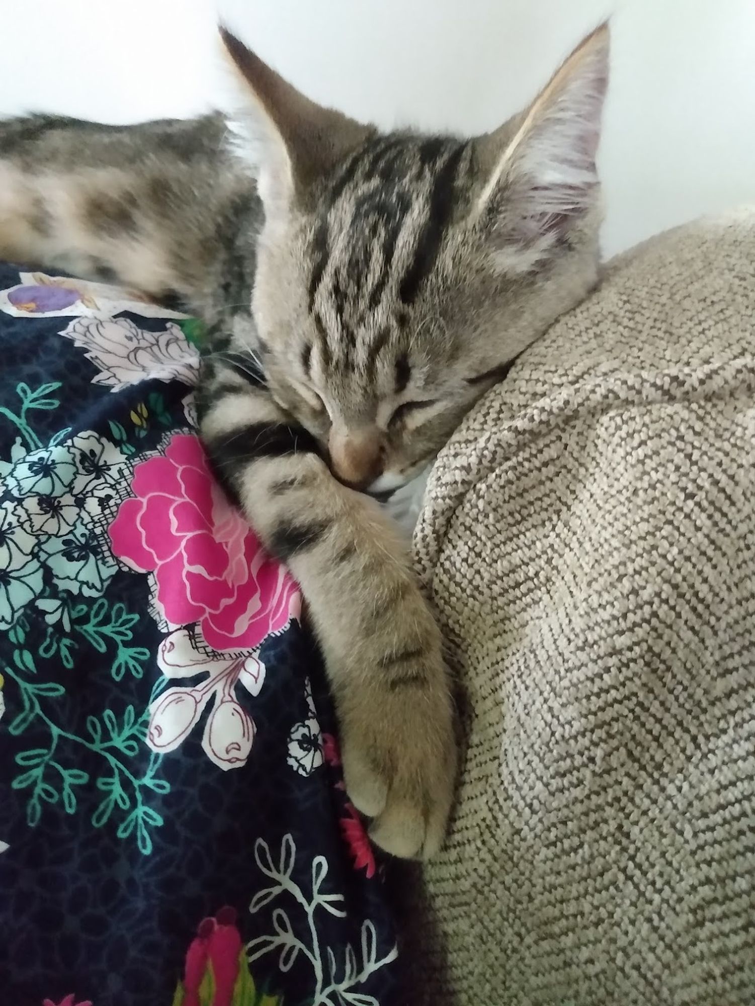 Tabby kitten sleeping on the back of a couch, eyes closed, one paw dangling.