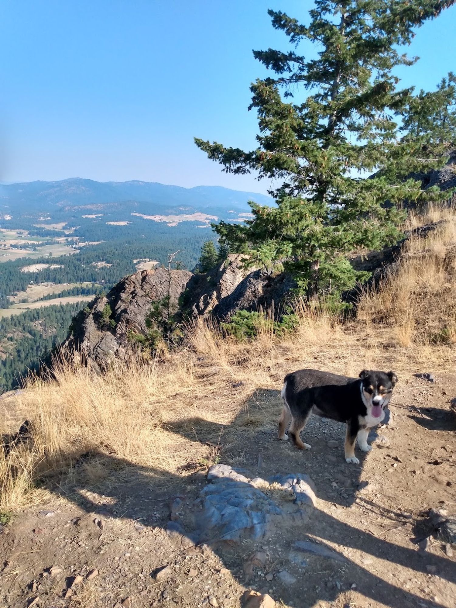 Dog on mountain