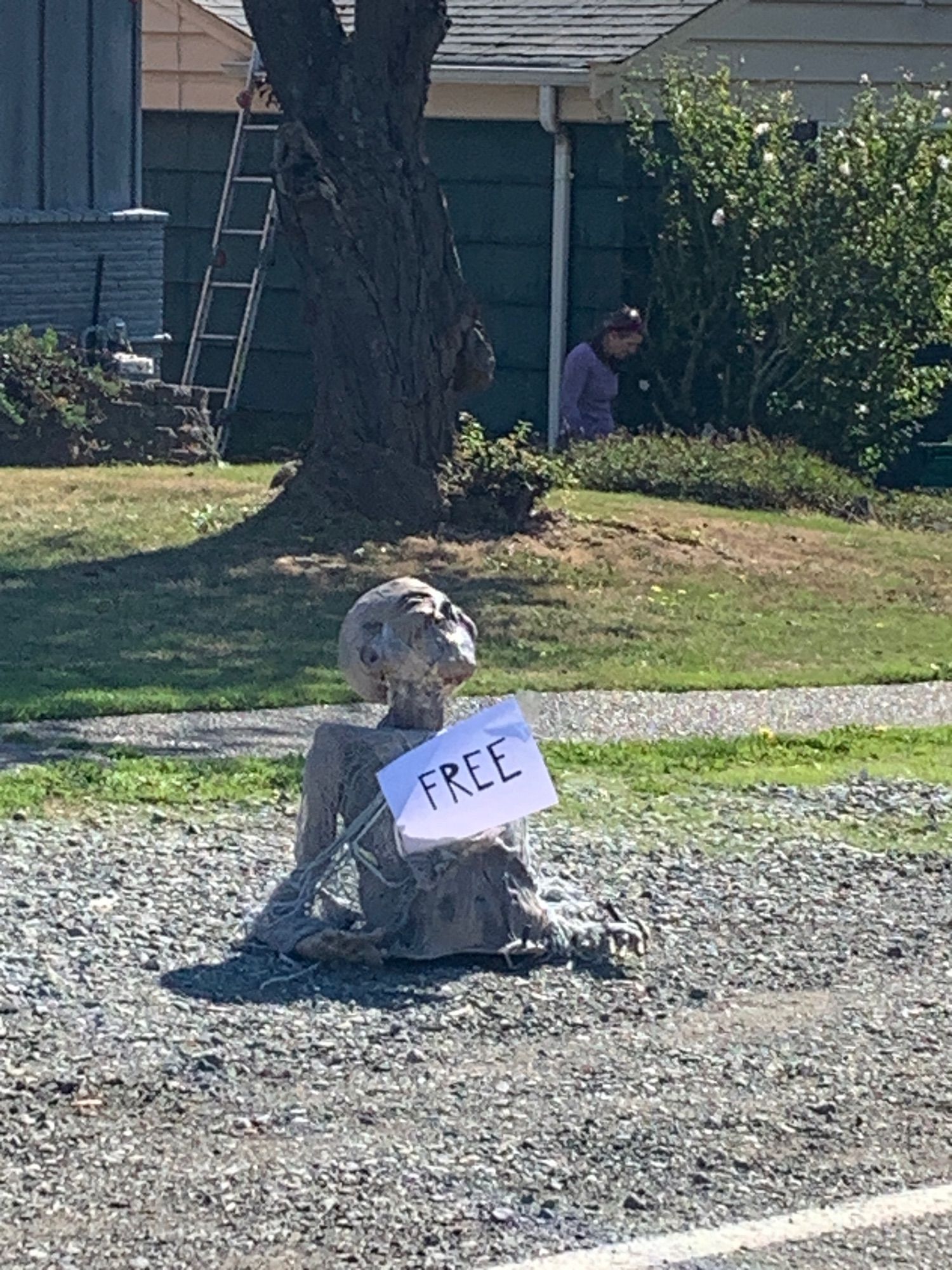 A top-half-of-a-zombie decoration resting on the side of the road wearing a sign reading FREE