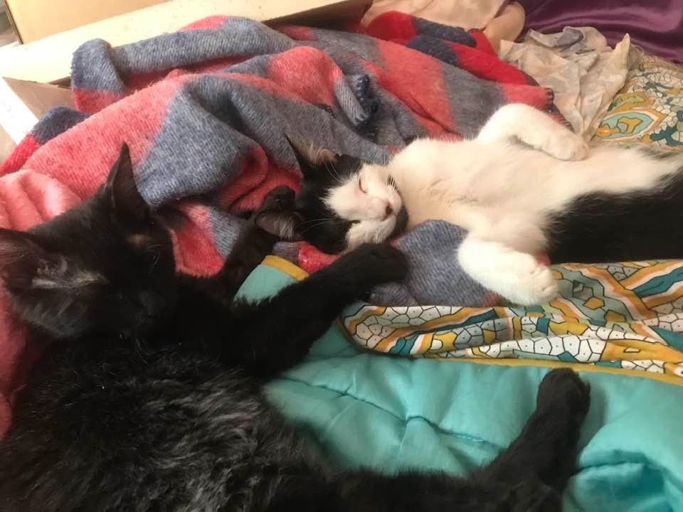 Foster kittens Gizmo (black) and Jack (tuxie) lie comfortably on a bed touching each other.  This was shortly after they arrived.  