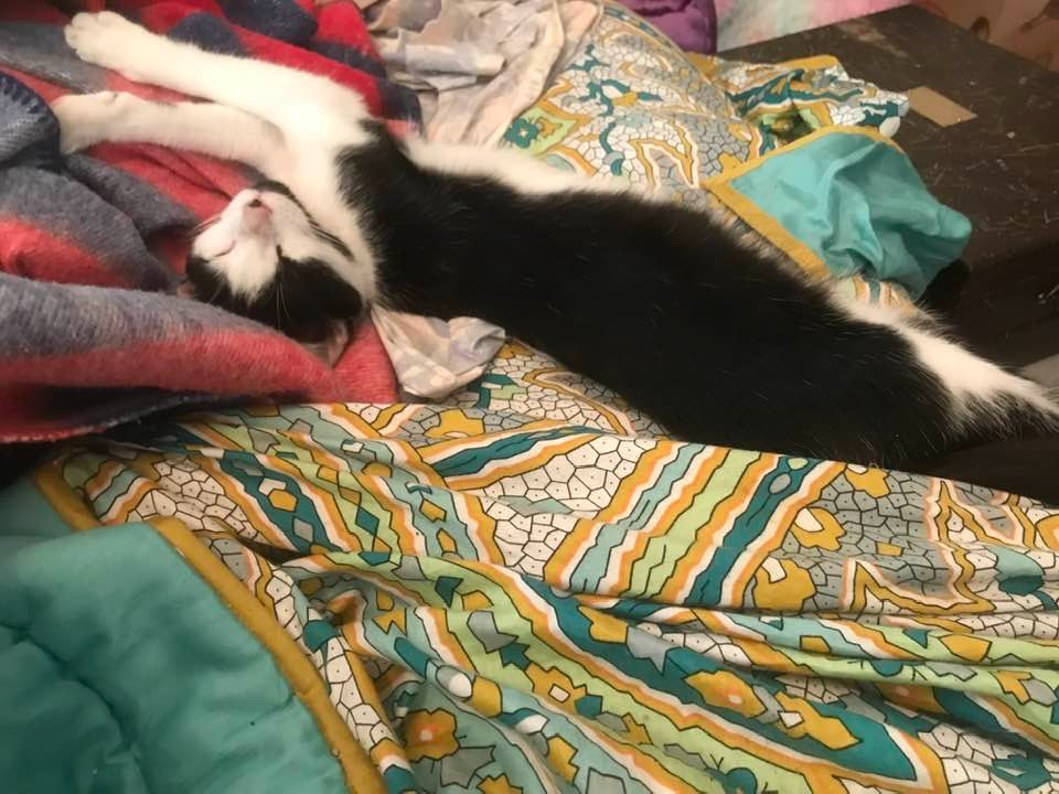 Jack (tuxedo cat) loves a good streeeeeetch