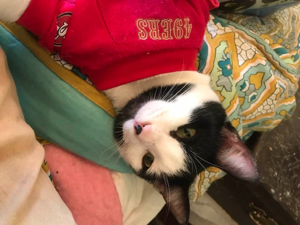 Jack, a tuxedo kitten, is wearing a red 49ers shirt and looking upside down at the camera.  