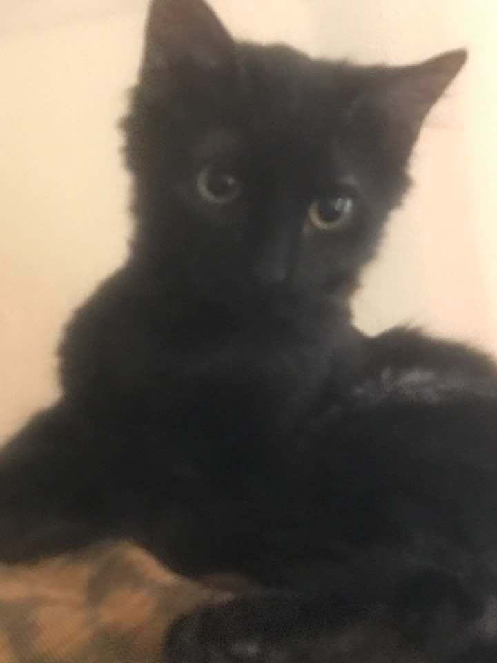 Gizmo, a black kitten, is on a leopard print fabric.  