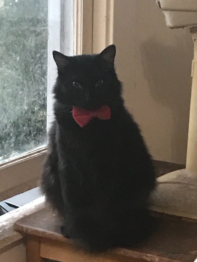 Gizmo, a large black cat, is sitting on a table near a window.  He is wearing a red bow tie.  