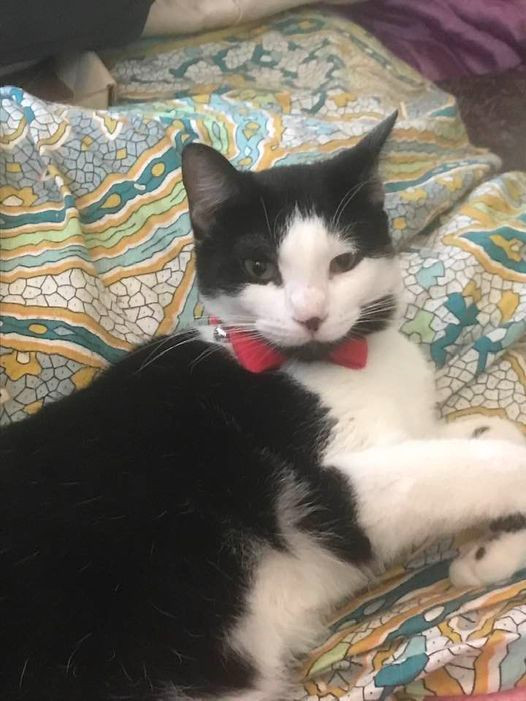 Jack, a tuxedo cat, is wearing a red bow tie.  He is sitting on a bedspread looking at the camera.  