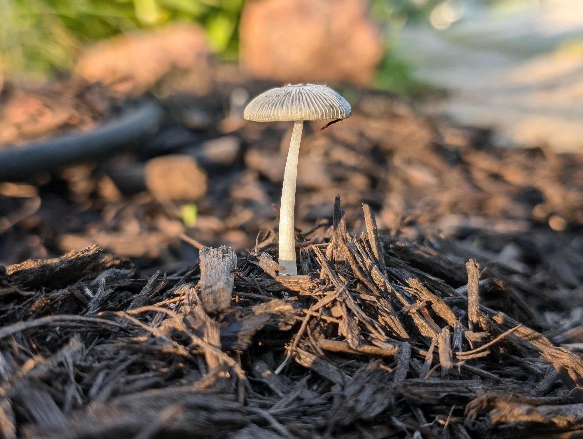 Tiny brown mushroom in brown mulch