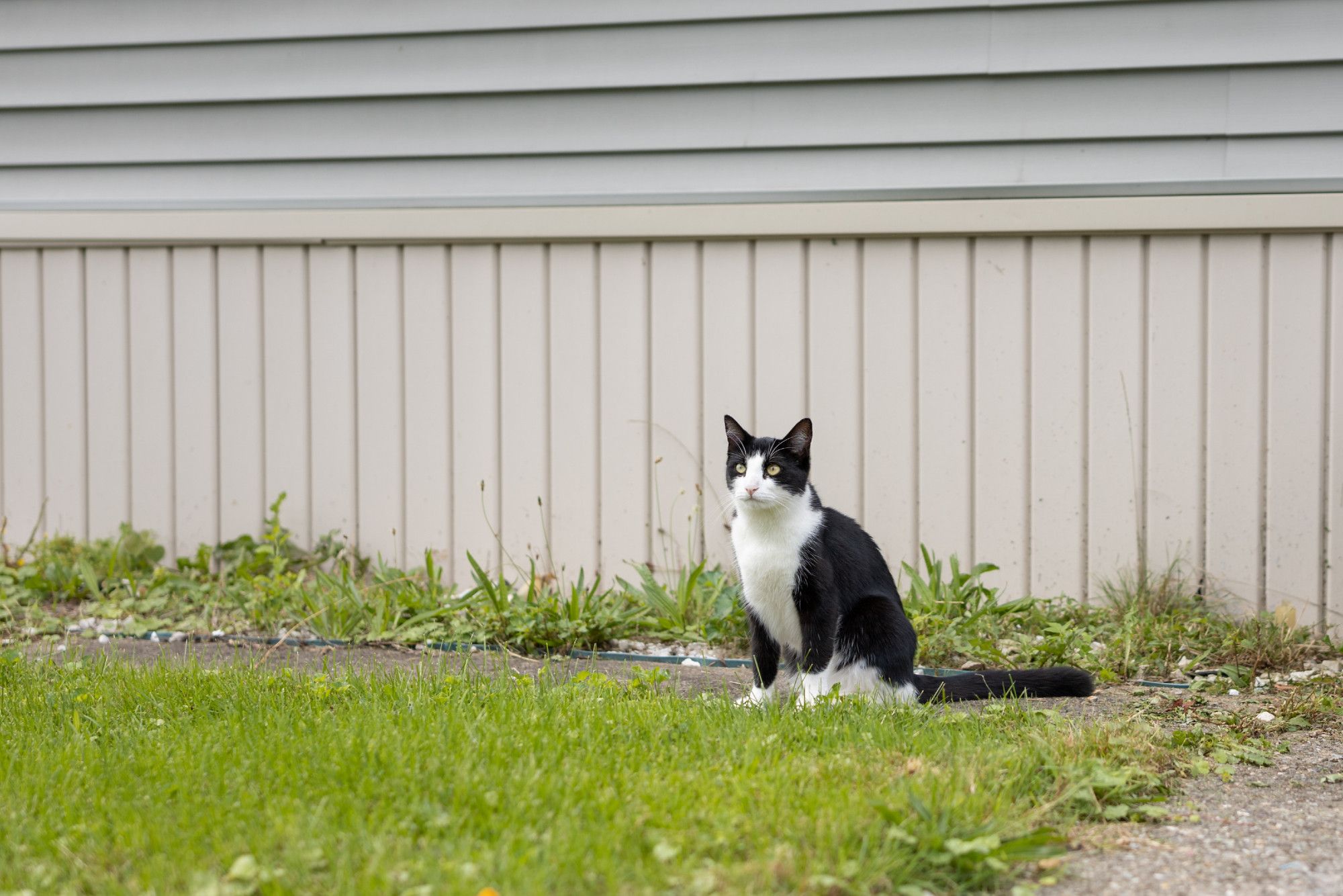 Photo of a mostly black cat with white face, chest, and feet. It's sitting in front of beige and sage house siding.