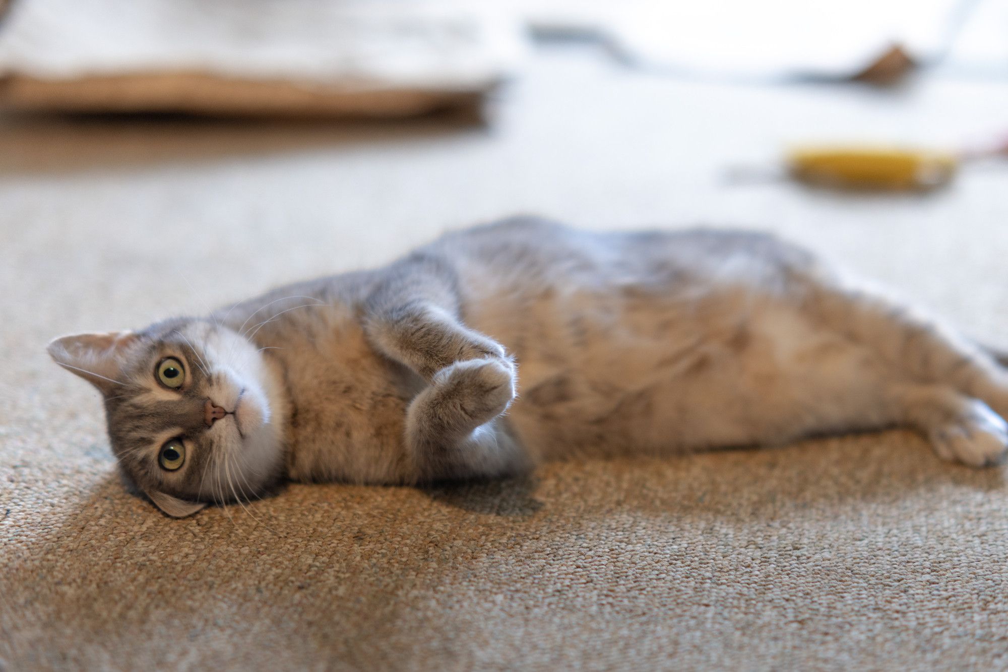 Kira the cat, lying on her side, paws together, one ear squished under head, looking adorable.