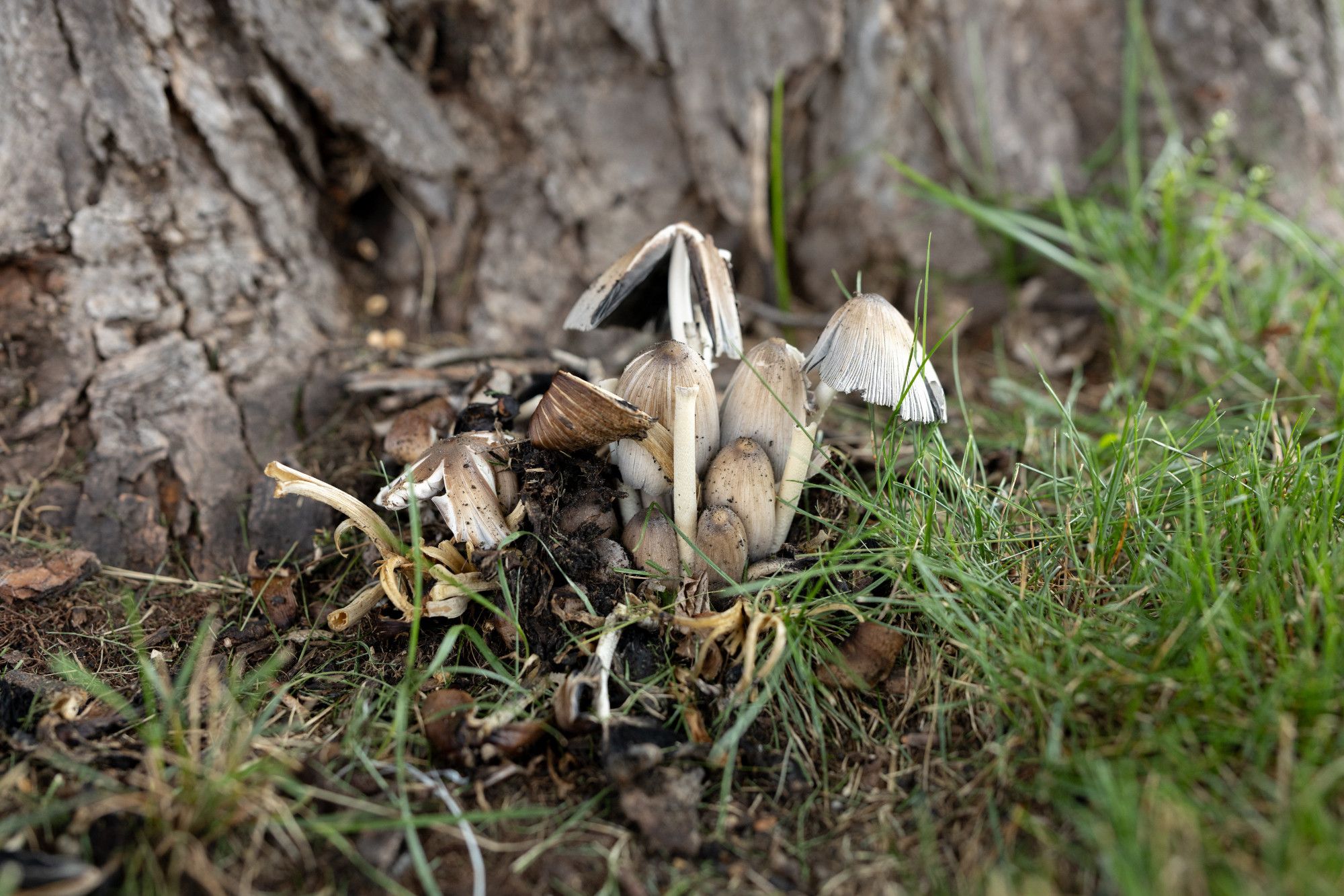 Many small white and brown mushrooms growing in a cluster at the base of a tree