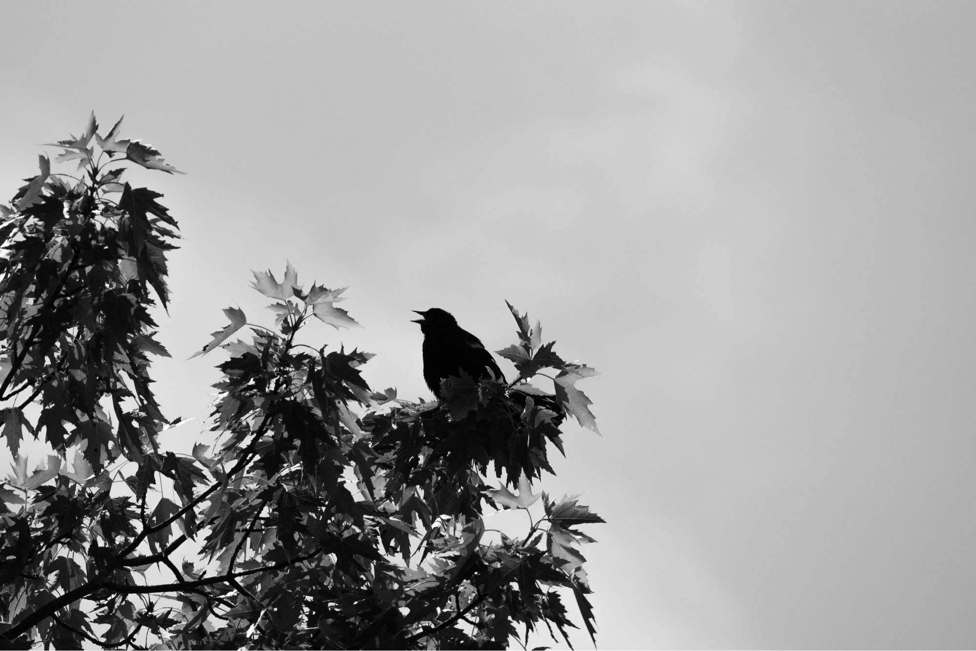 Grayscale photo of a bird sitting on a branch with leaves. The bird is in silhouette and appears to be singing.