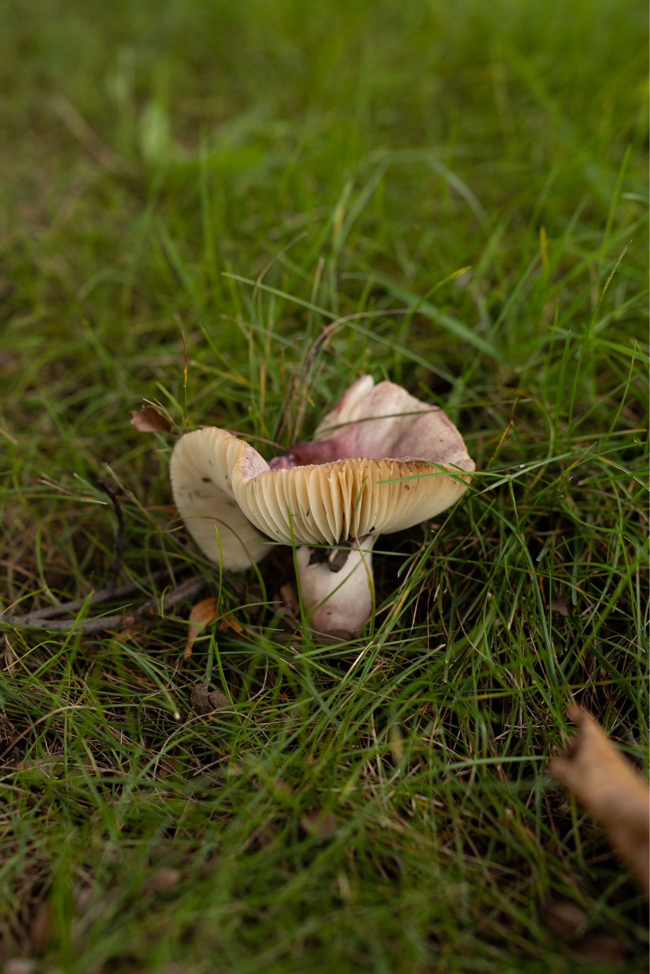 white mushroom with purple tinge on top. it’s rather wobbly and you can see its gills