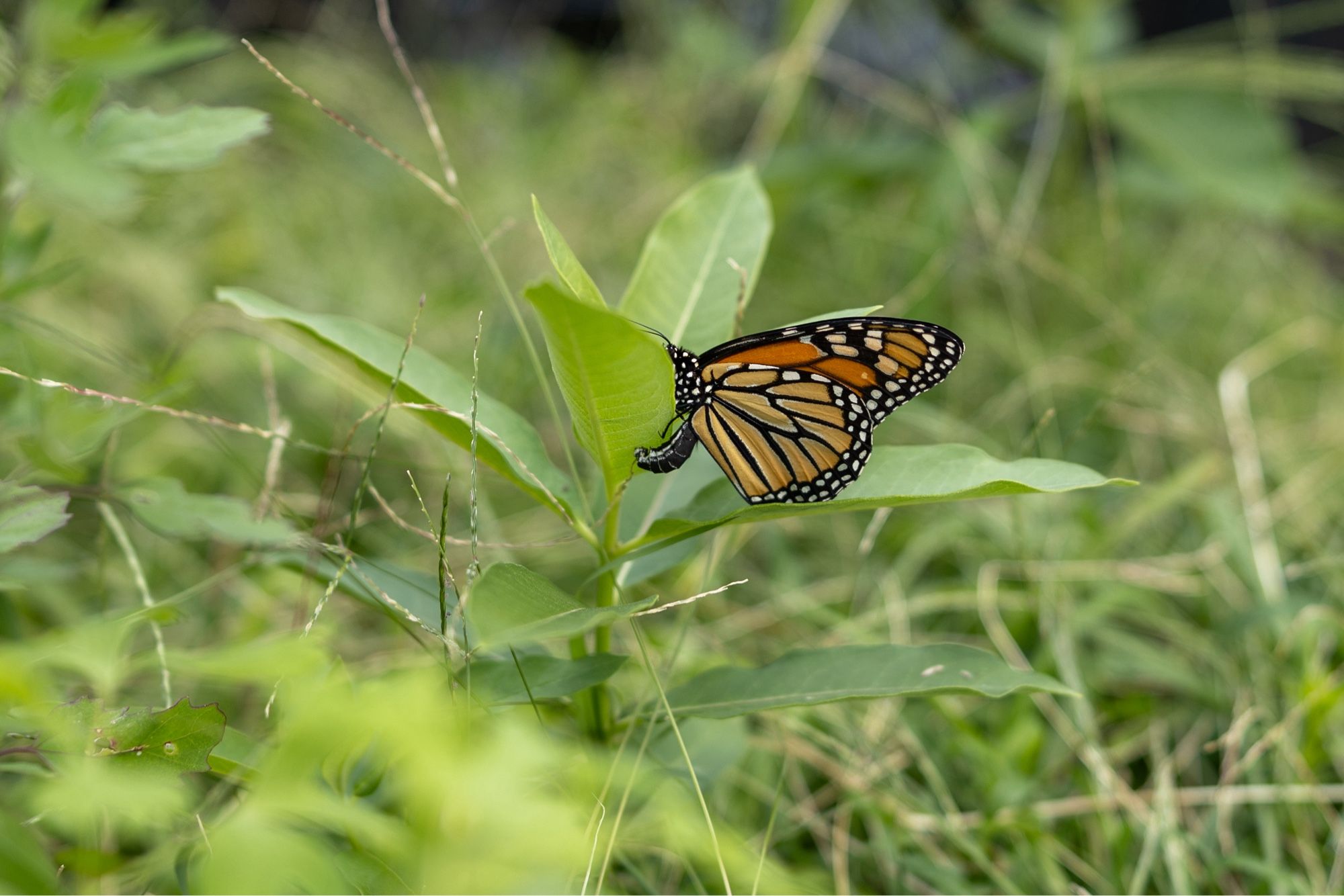 Monarch butterfly laying an egg on some Milkweed