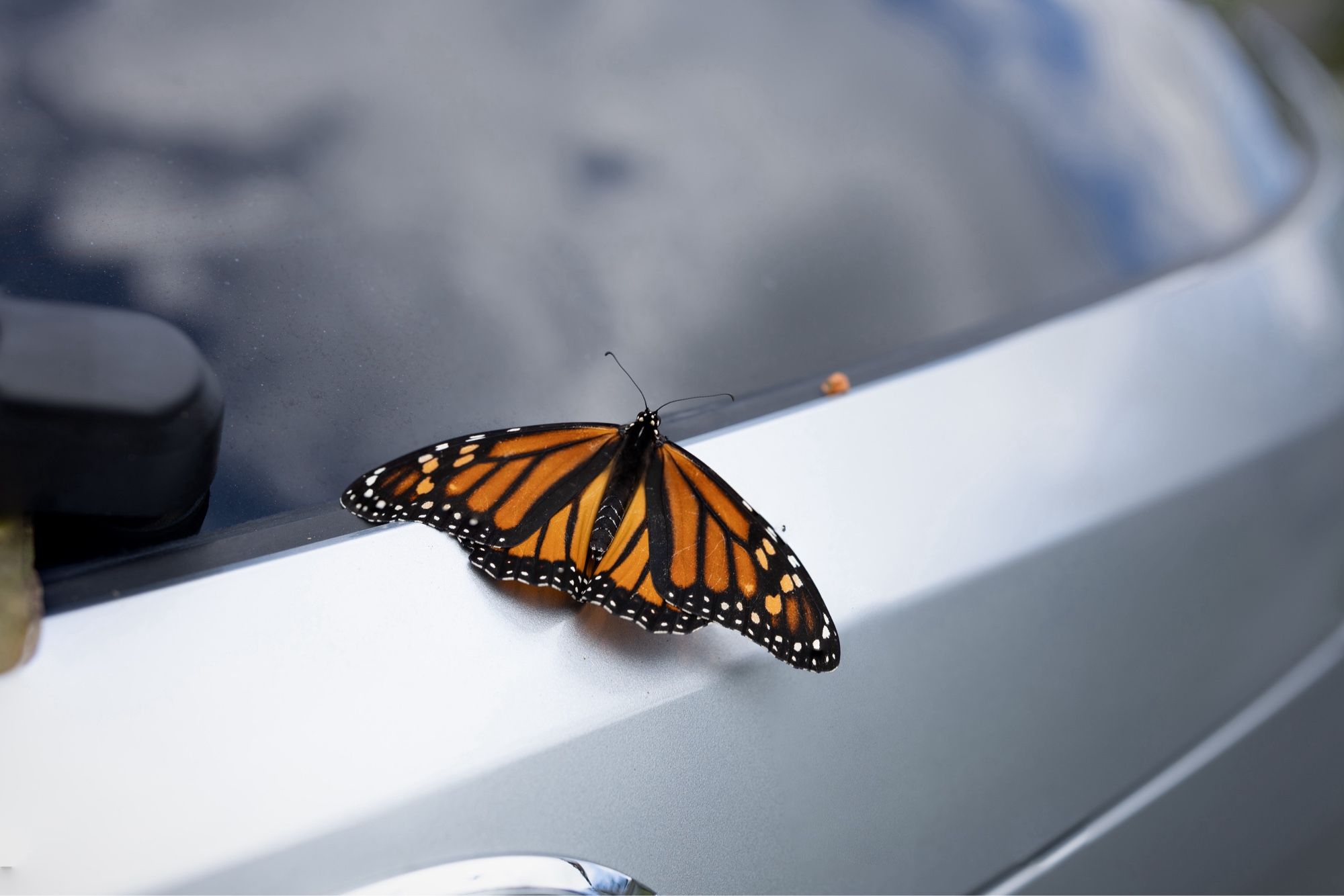 Close-up photo of a Monarch butterfly on the back of a silver car.