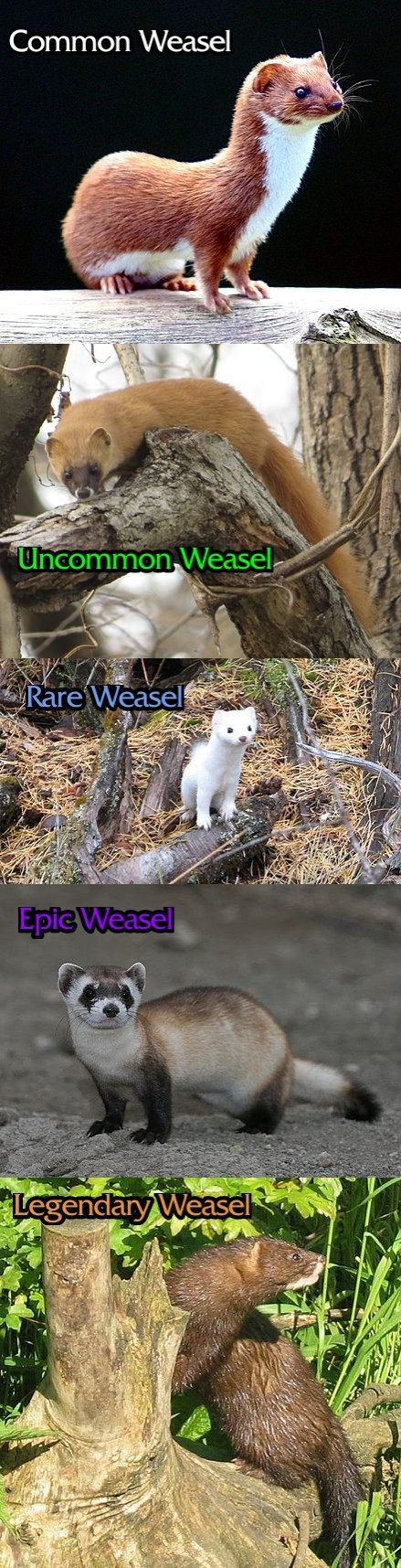 "Common Weasel" (common weasel)
"Uncommon Weasel" (Japanese weasel) 
"Rare Weasel" (Haida ermine)
"Epic Weasel" (black-footed ferret)
"Legendary Weasel" (European mink)