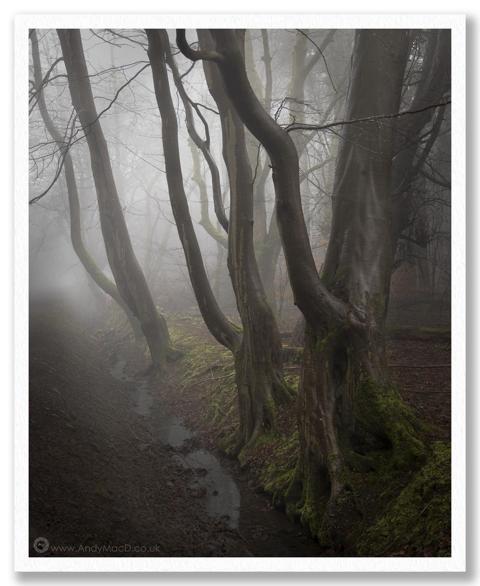 Beech trees line the path drainage in my local wood.