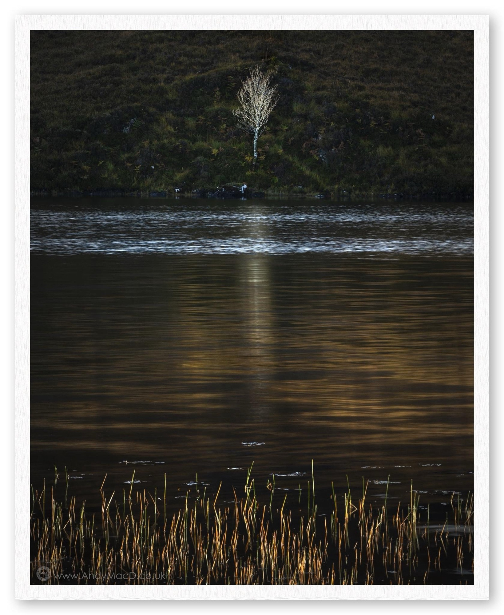 Dark peaty waters, sunlit reeds and a stark white birch tree.