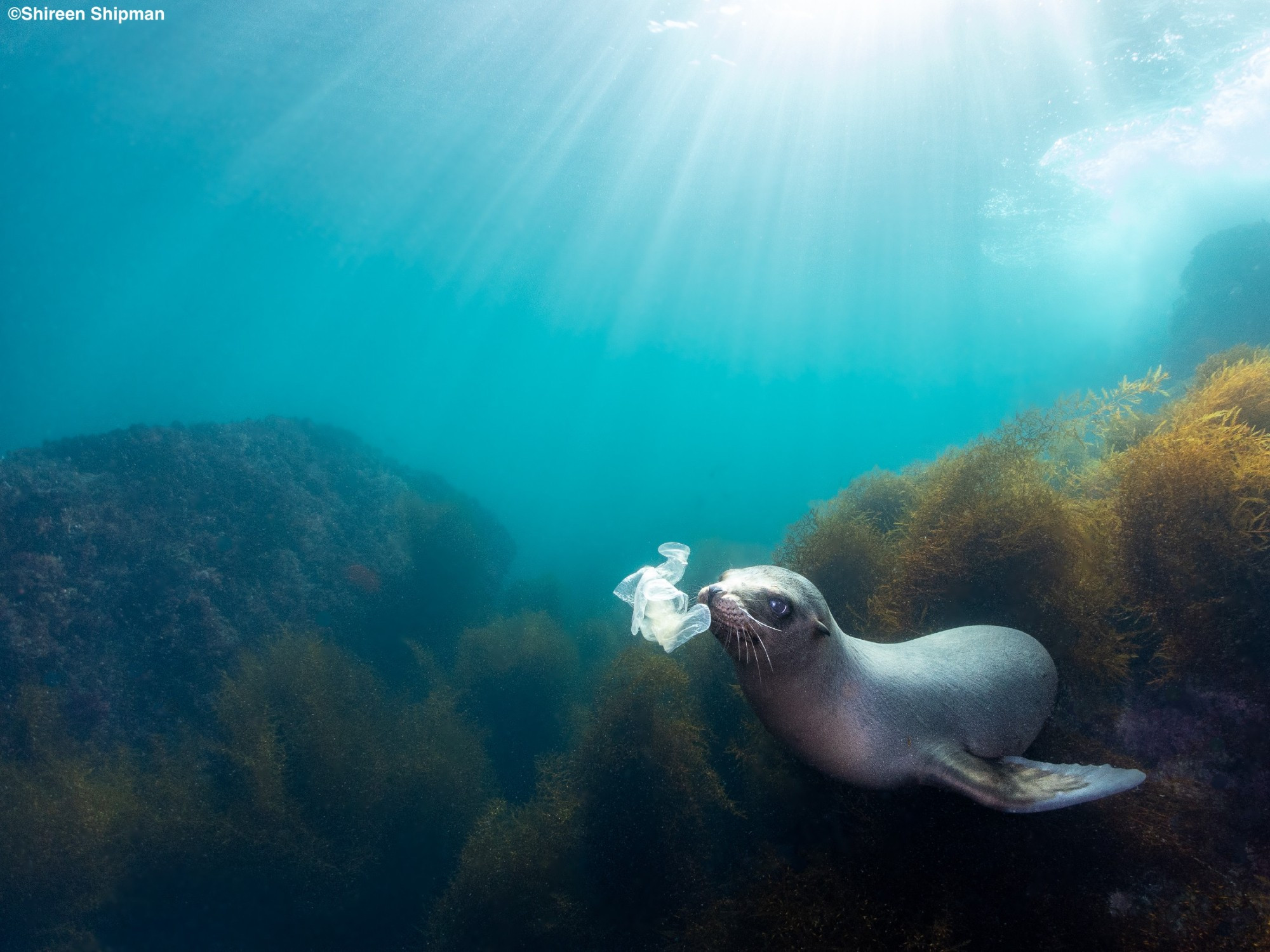 A seal underwater with a plastic bag in its mouth.