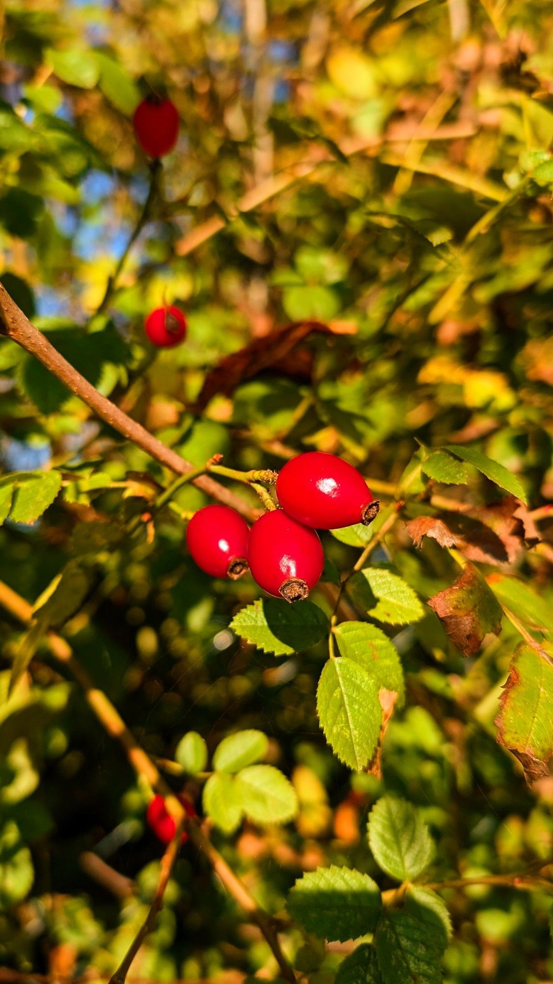 Nahaufnahme von Hagebutten an einem Strauch mit grünen Blättern. Die roten Früchte leuchten im Sonnenlicht.