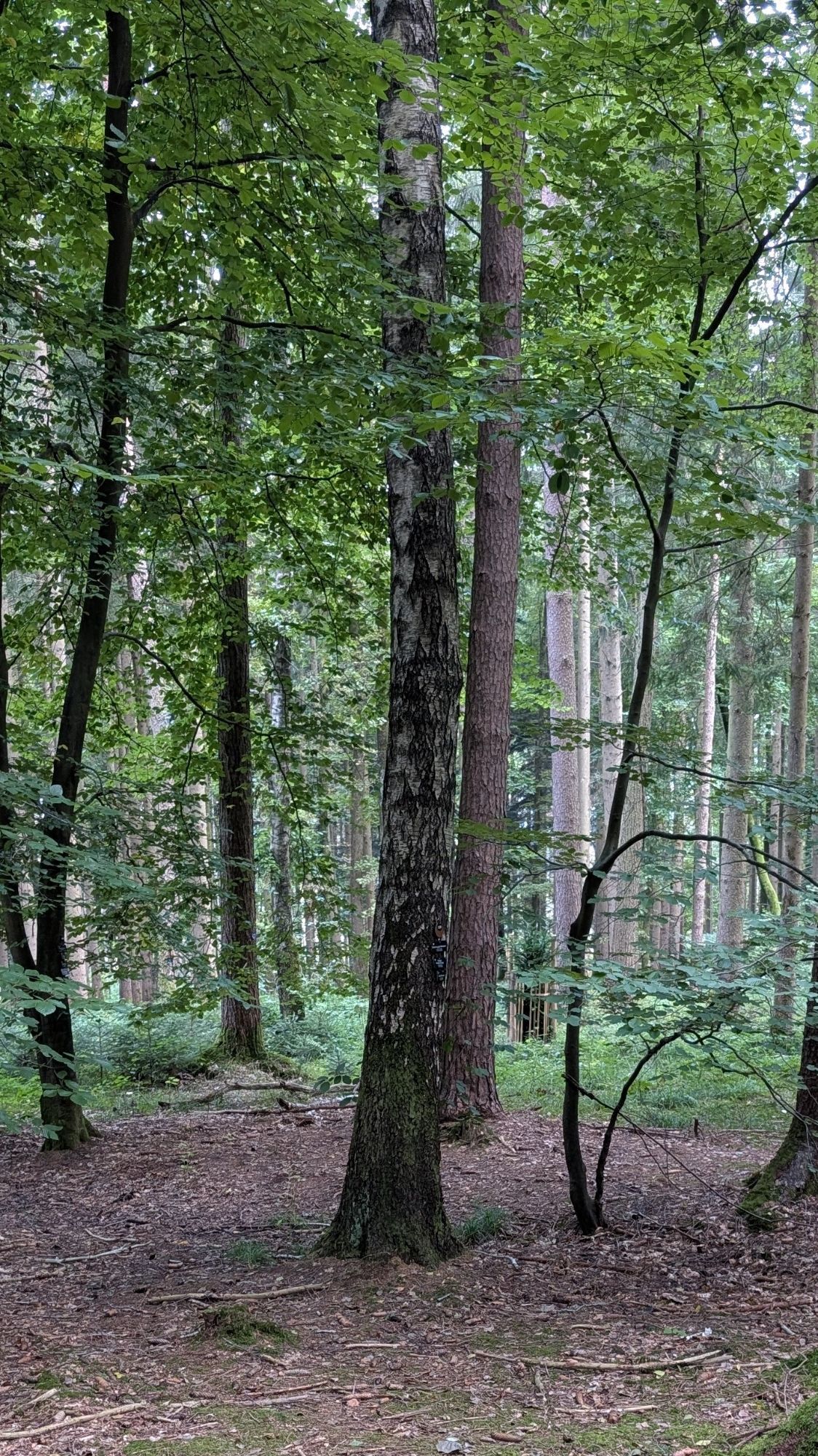 Blick auf eine Birke im Naturfriedhof Ammersee