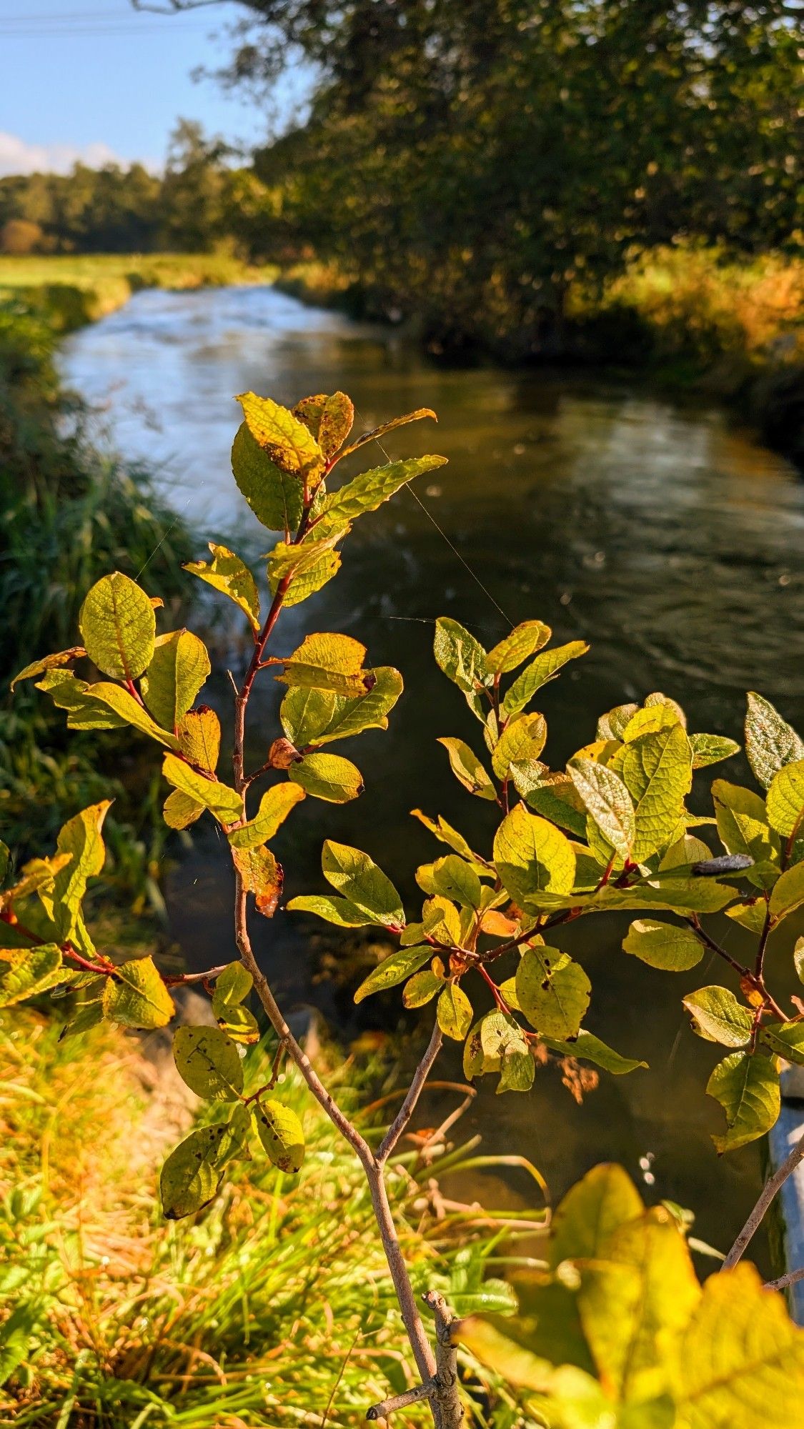 Ein kleiner Strauch mit grünen und gelben Blättern steht im Vordergrund vor einem kleinen Fluss, der von Bäumen gesäumt ist.