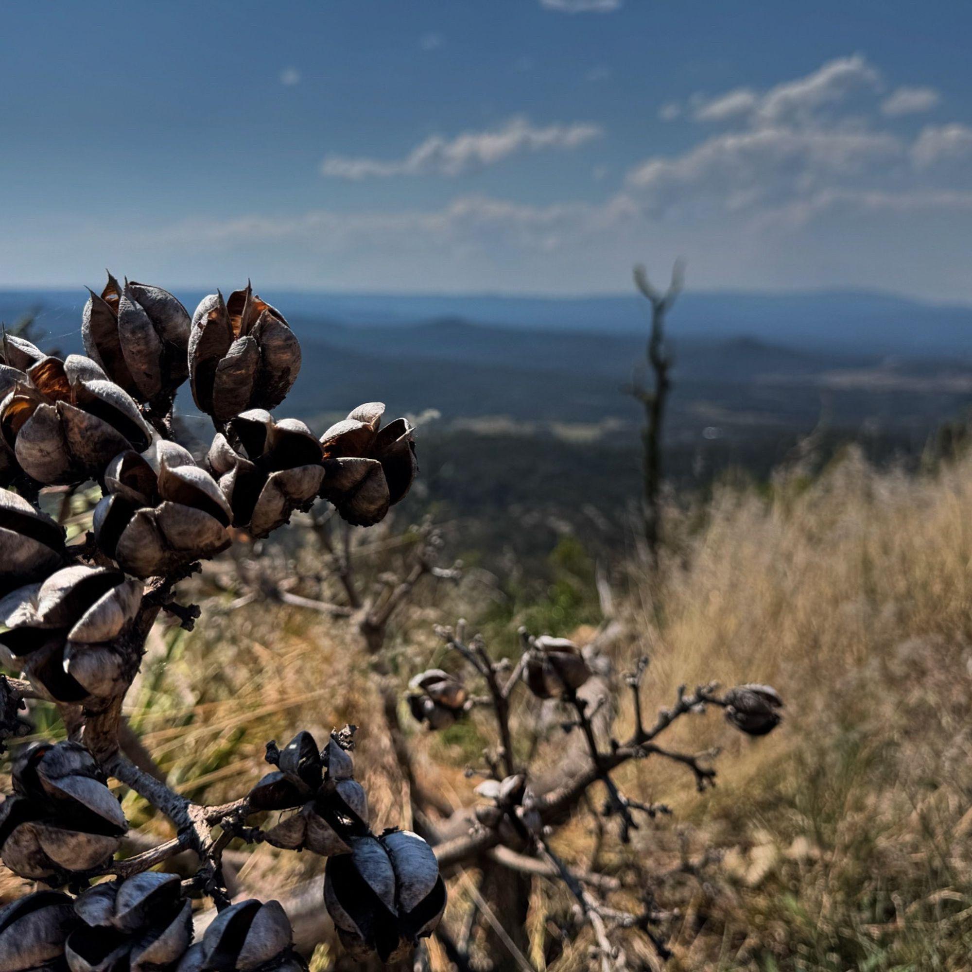 Arty shot. Dried seed pods attached to a branch in the foreground, with the bushland valley blurred in the background