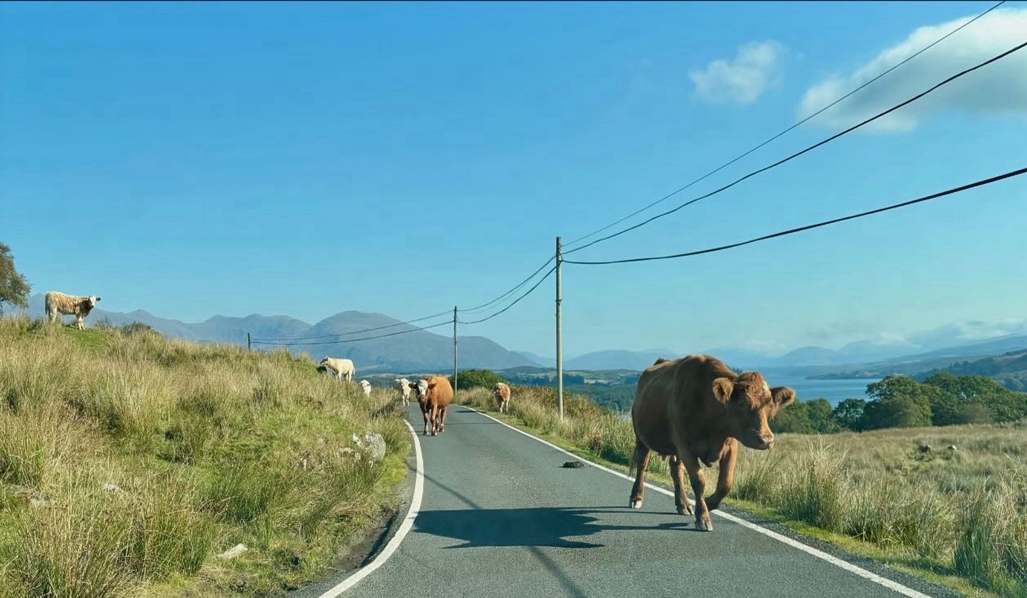 Coos that didn’t want us to leave