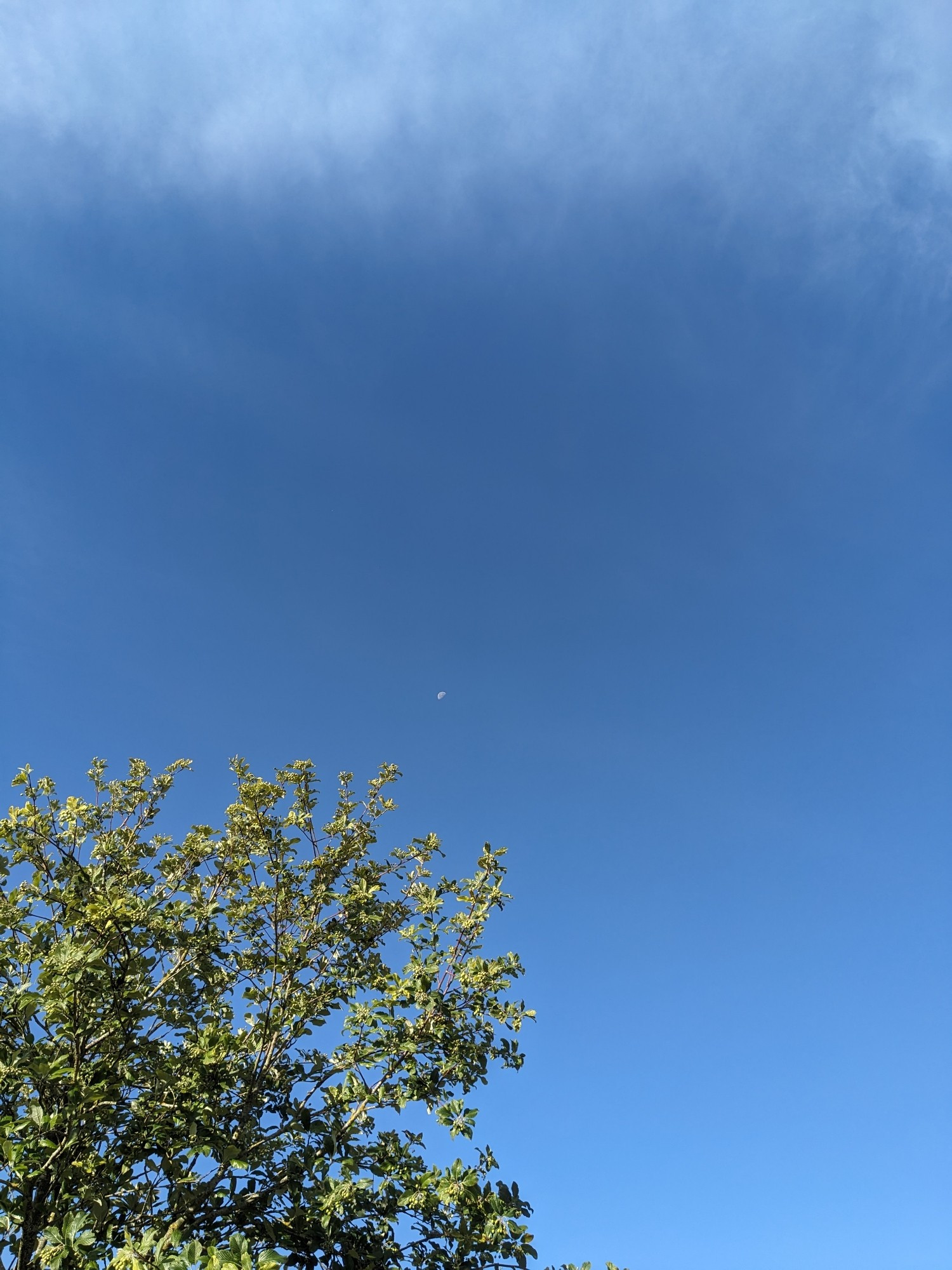 A photo looking up into a blue morning sky. The half moon is in the centre of the photo with the top of a tree in the bottom left corner and a line of whispy white cloud at the top.