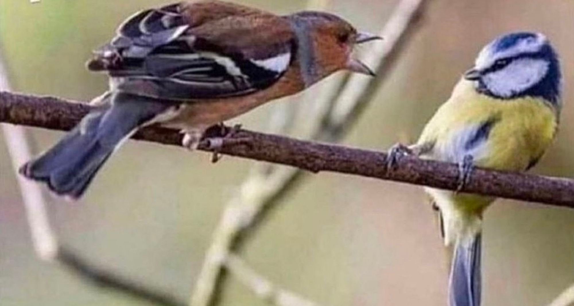 ein vogel (glaube braunkehlchen?) schreit anderen vogel an (eine blaumeise)