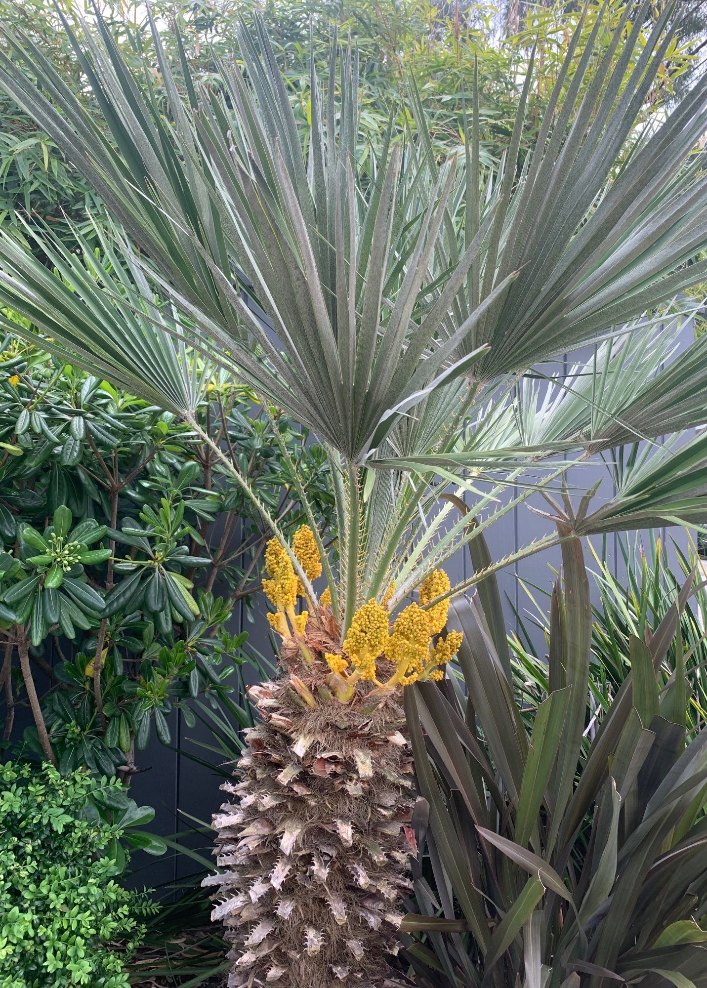 A Mexican Blue Palm fruiting.