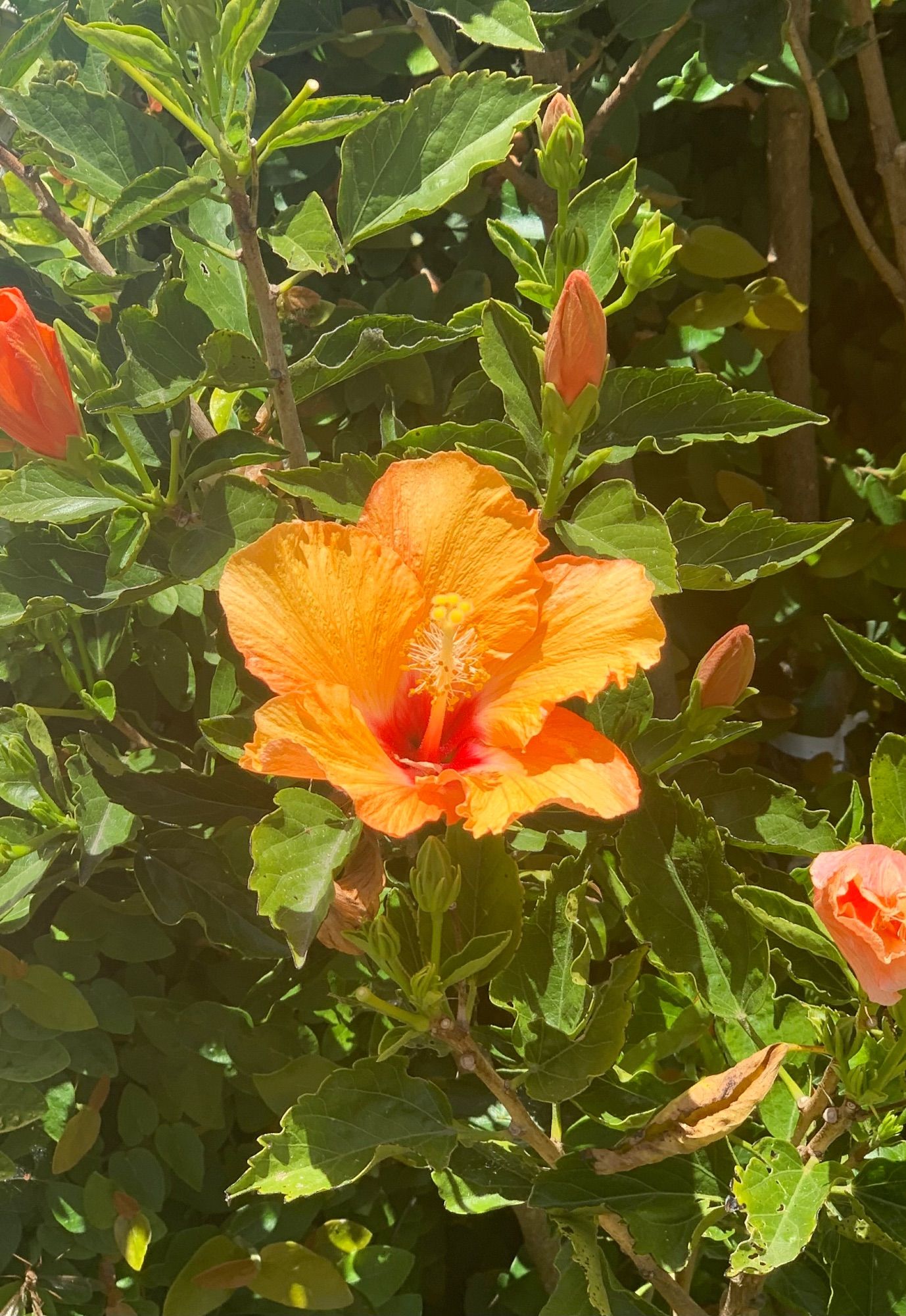 An orange Hibiscus bloom salutes the summer sun.  They are blooming happily now here in SanFrancisco and will be until winter rains start.