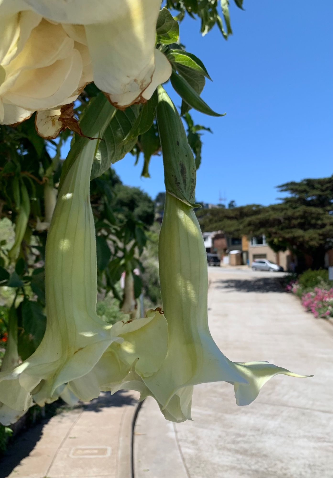 Same view, different focus.
Brugmansia suaveolens, now thought extinct in the wild and living largely outside its native range. 

A nightshade family shrub to small tree, scent released at dusk to attract moth pollinators. 
Poisonous, if pretty, rich in alkaloids that are medicinal at small amounts - scopolamine, atropine, hyoscyamine, and others. Ingestion can include dry mouth or tachycardia onto paralysis, confusion, delusions, hallucinations, and even death.  
Cherished in Victorian death gardening.