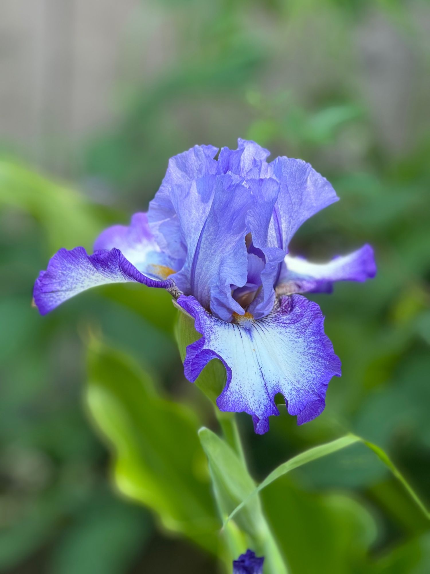 Close up of a purple and white German or Bearded Iris from a patch in my backyard.  Not a native but from my father’s garden, he collected older ones.