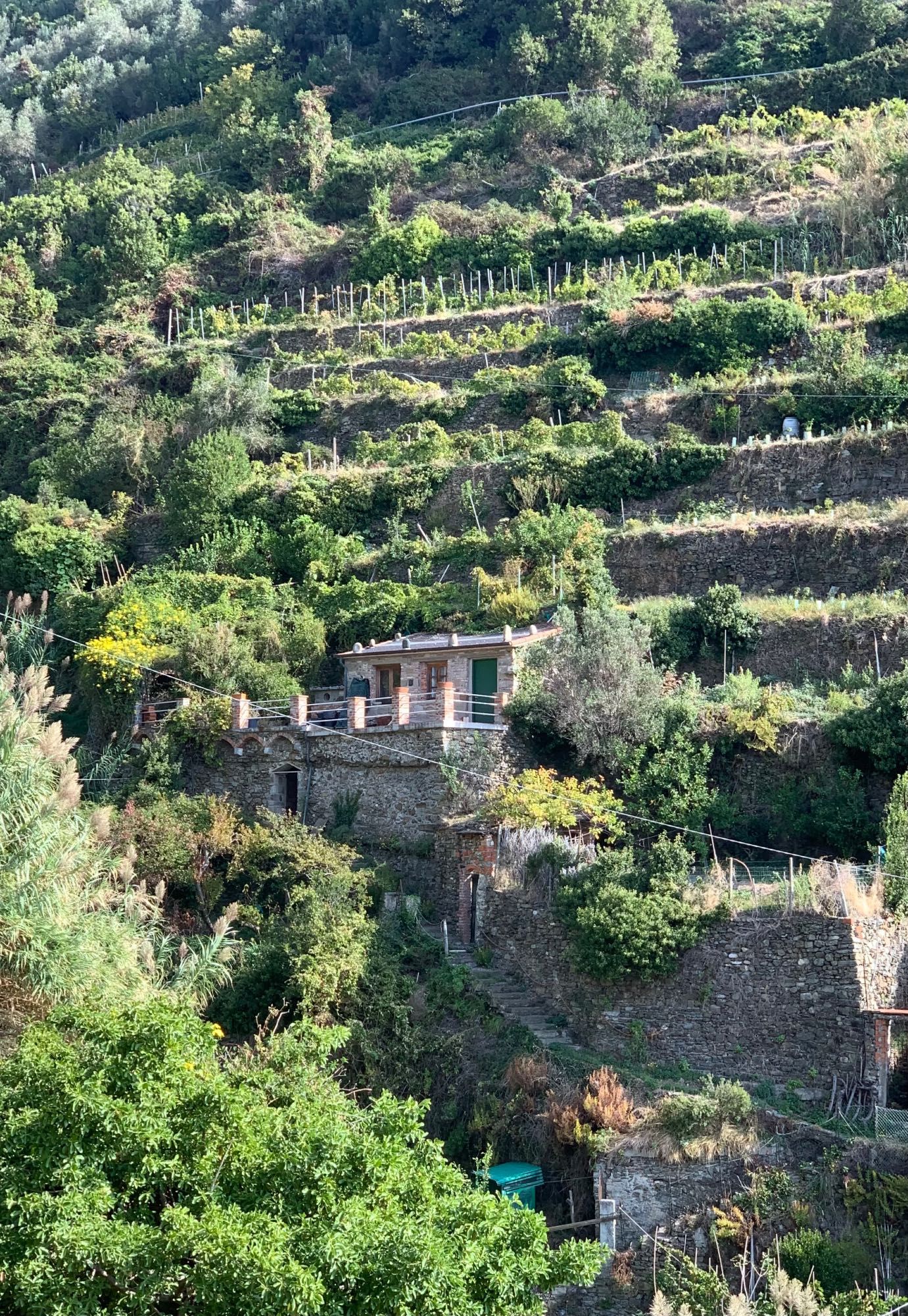 The cliff and hillside gardens falling to the sea, terraced in century stone, along the Blue Trail. Approaching fall harvests.  Cinque Terre.