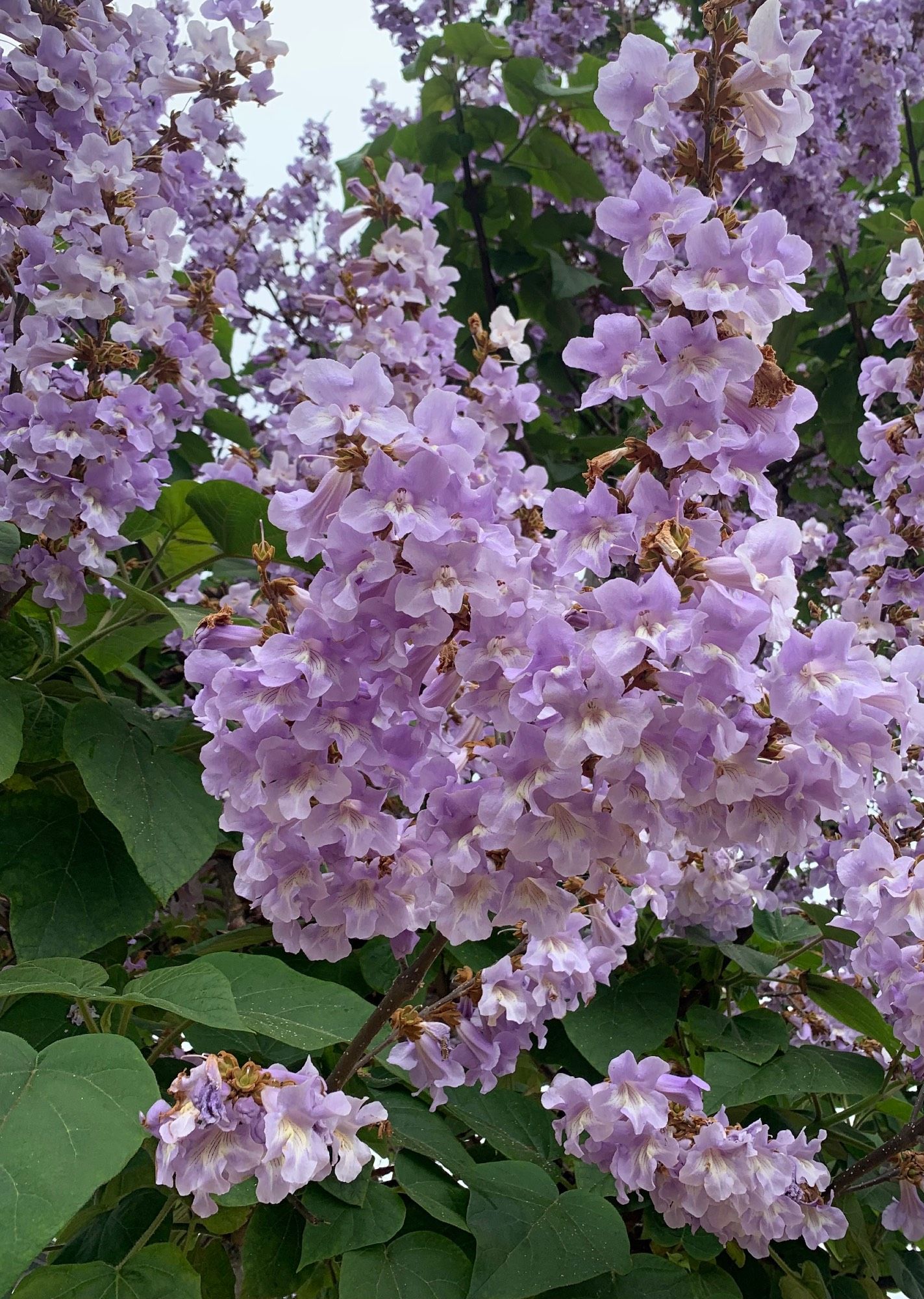 The flowers of the #PrincessTree #Paulownia tomentosa, #empresstree putting on their show.