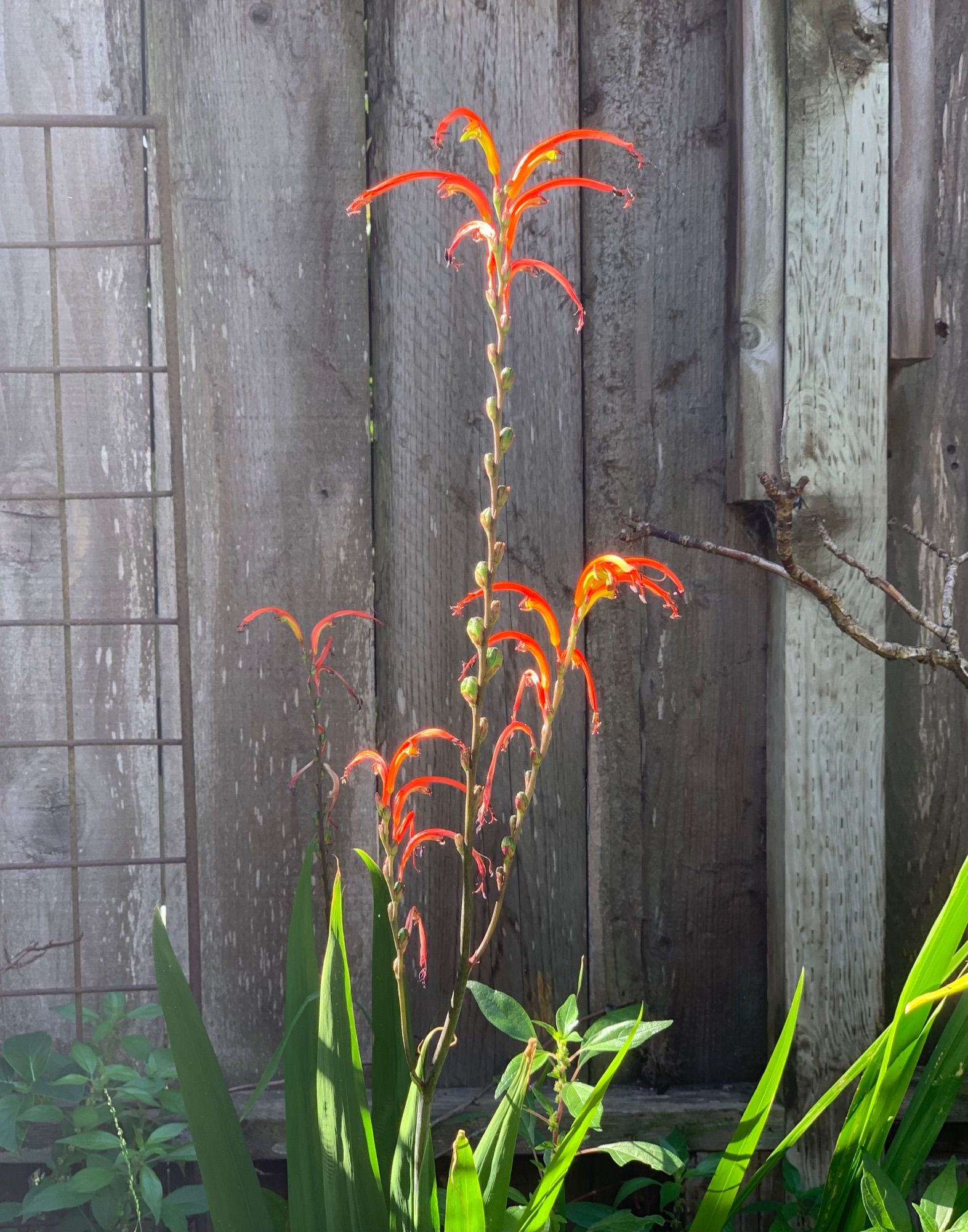 #Chasmanthe in neon fires of red and orange catching the morning sun.  From 🇿🇦to my backyard.  A relative of the iris and naturalized here in California.  A gift from birds or squirrels.