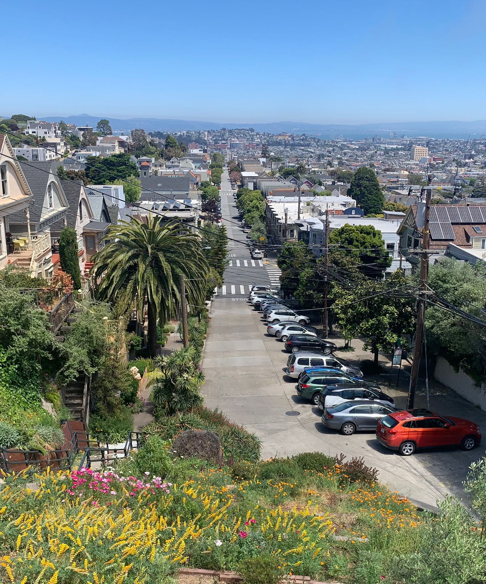 The eastern side of 22nd street in NoeValley hosts a neighbor maintained native meadow, mostly native flowerss and currently very ablooom. A really nice urban hill walk.