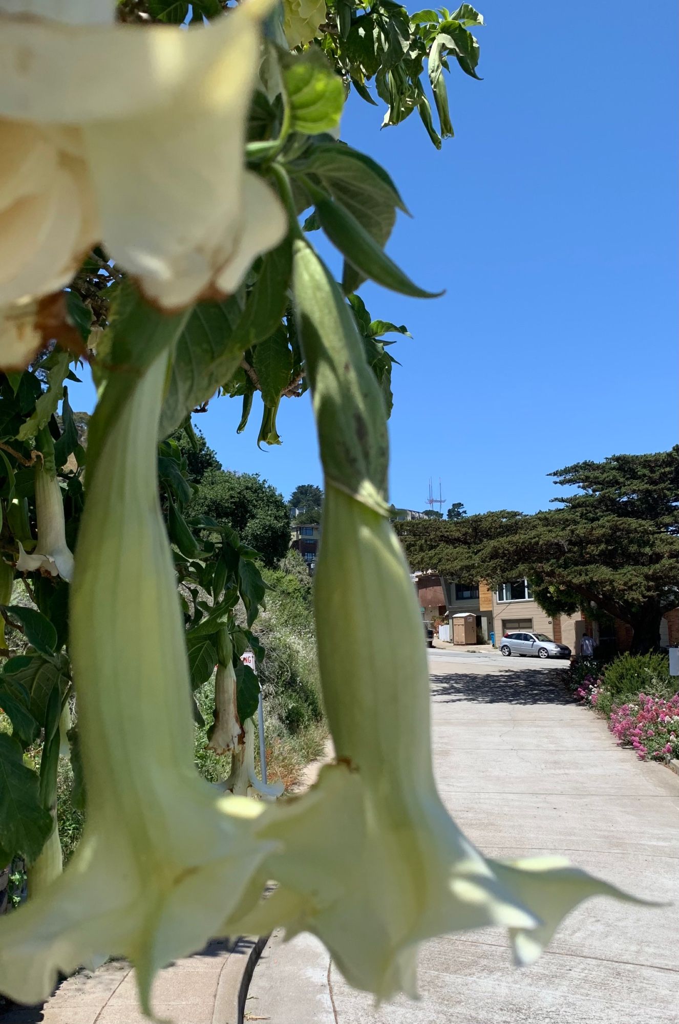 Same view, different focus.
Brugmansia suaveolens, now thought extinct in the wild and living largely outside its native range. 

A nightshade family shrub to small tree, scent released at dusk to attract moth pollinators. 
Poisonous, if pretty, rich in alkaloids that are medicinal at small amounts - scopolamine, atropine, hyoscyamine, and others. Ingestion can include dry mouth or tachycardia onto paralysis, confusion, delusions, hallucinations, and even death.  
Cherished in Victorian death gardening.