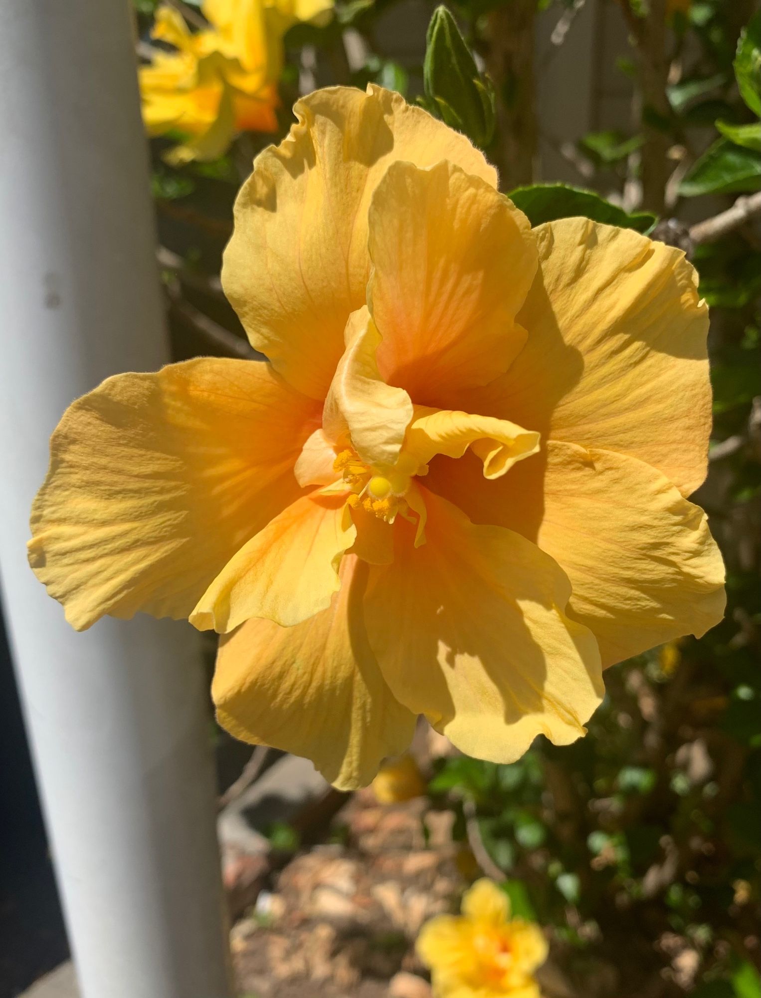 A yellow double hibiscus opening up, almost there.