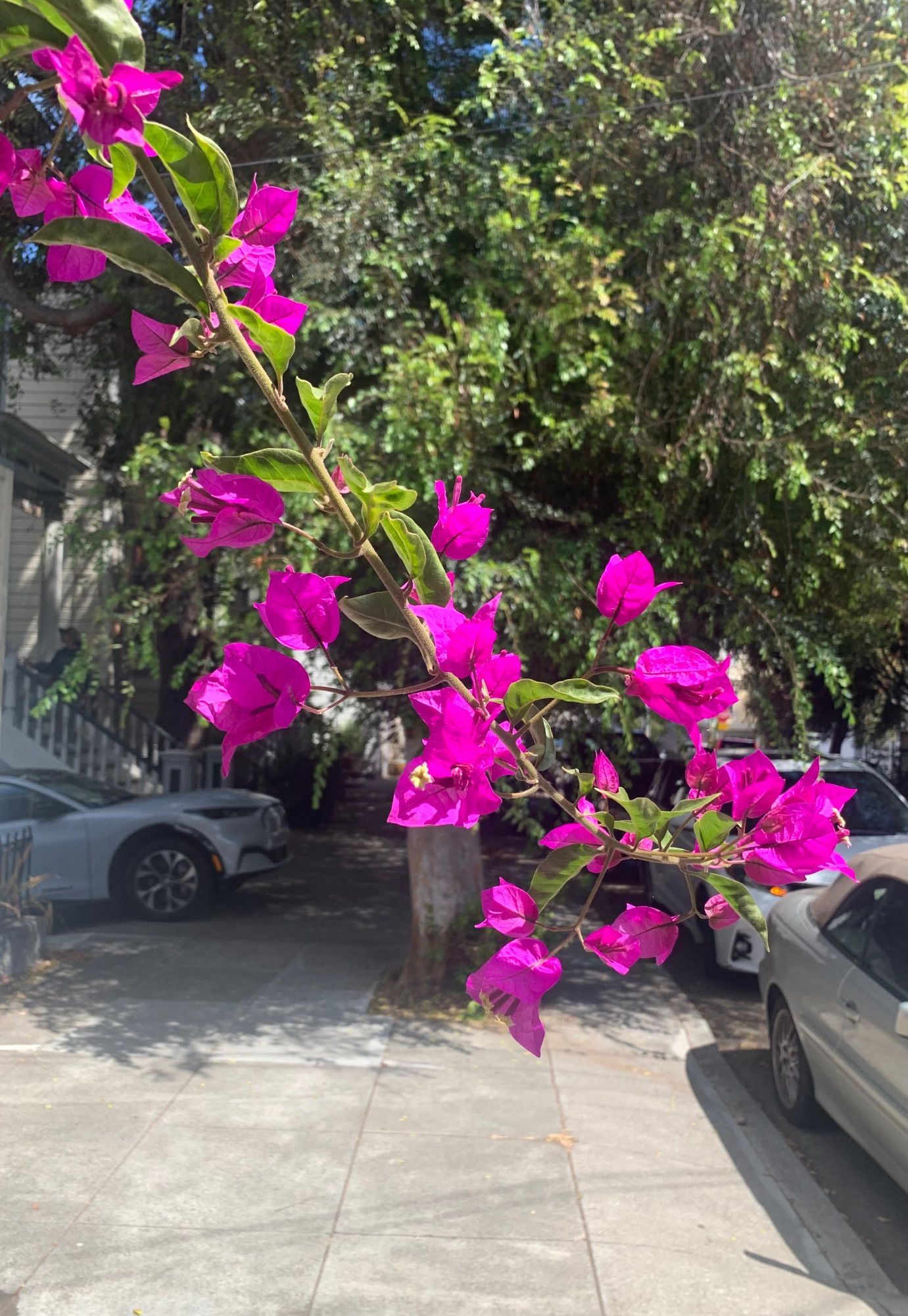 A sidewalk bougainvillea, here growing out not up.