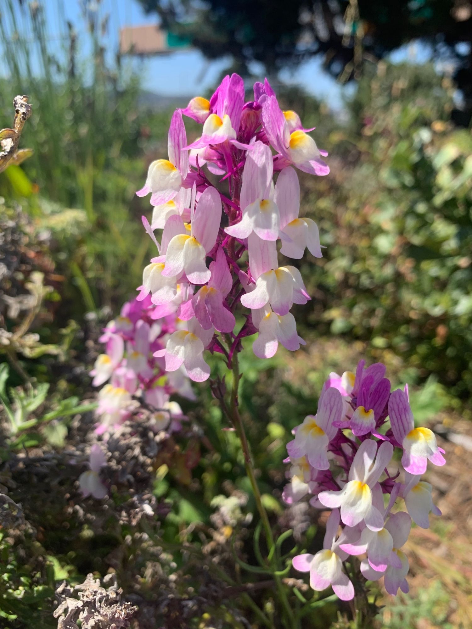 Toadflax an import so happy it has naturalized.   Here edging a bit of wild.