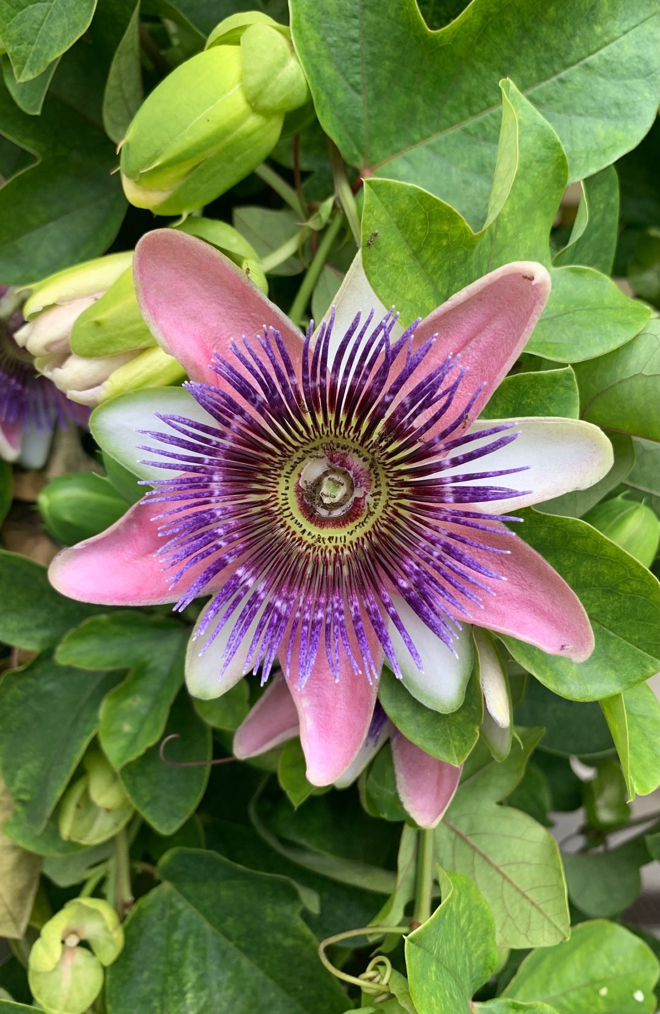 Passionflower staring back at you.